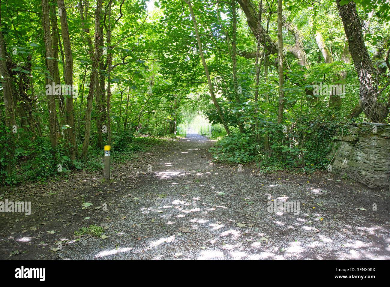 Ein schattiger Waldweg mit Lichtflecken, mit einem Wegmarkierungspfosten und einer alten Steinmauer im Penrhos Coastal Park, Wales. Stockfoto