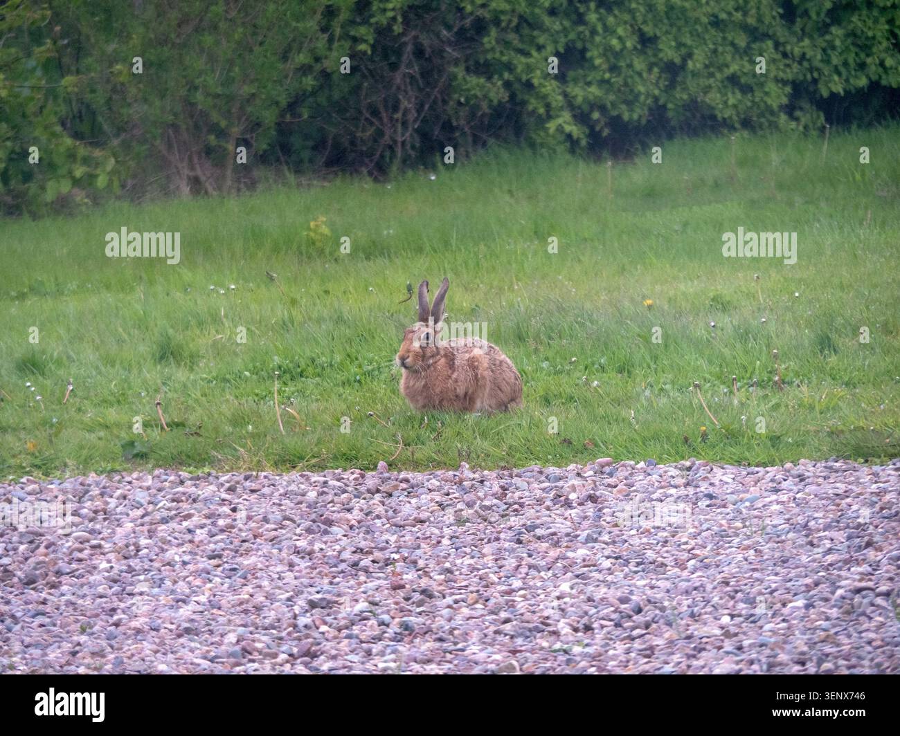 Braunhase, Lepus europaeus, auf einer Graswiese Stockfoto