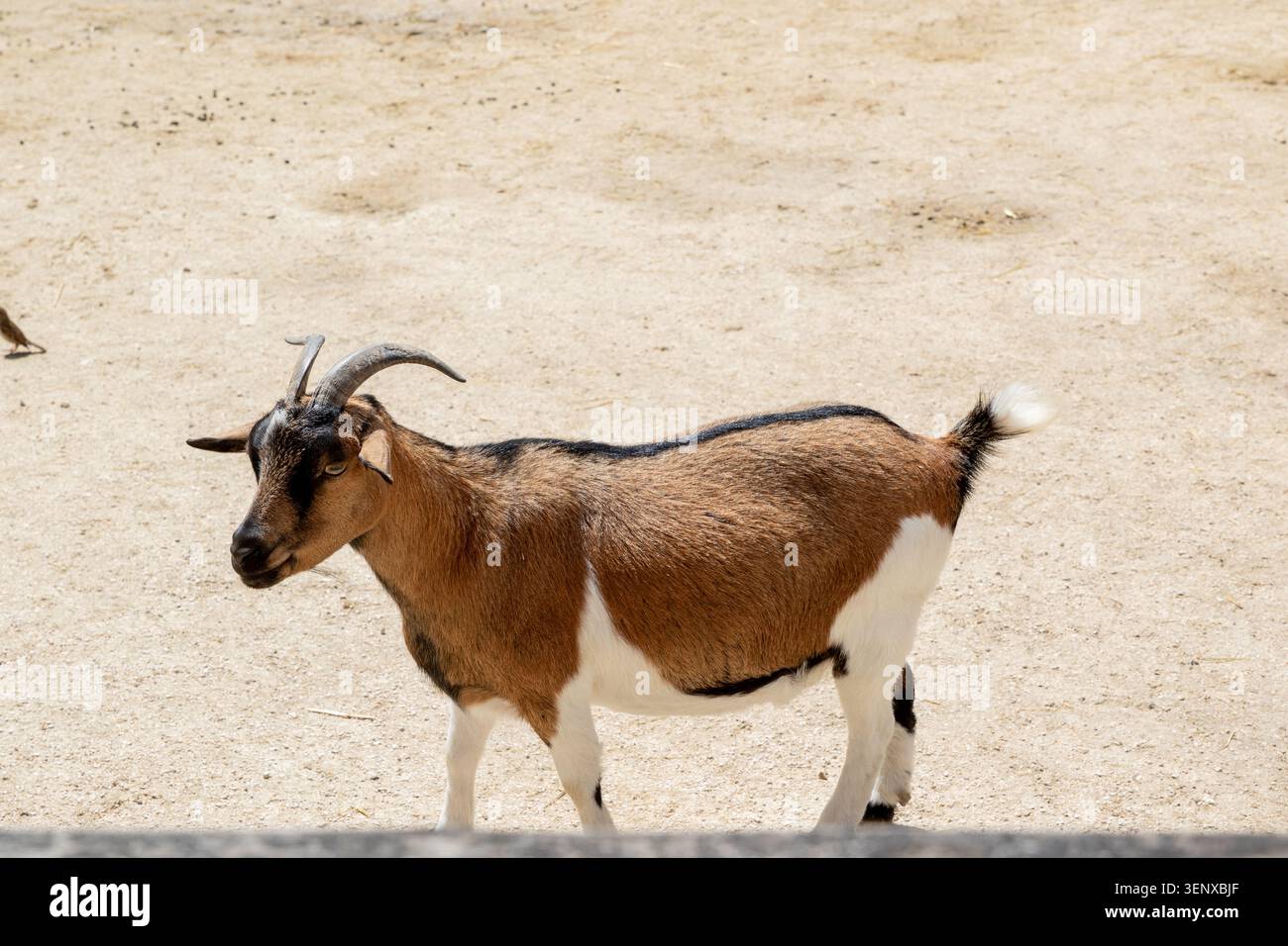 Eine braun-weiße Ziege mit geschwungenen Hörnern steht auf sandigem Boden, nach links in Center Parcs Villages Nature Paris, Frankreich. Stockfoto