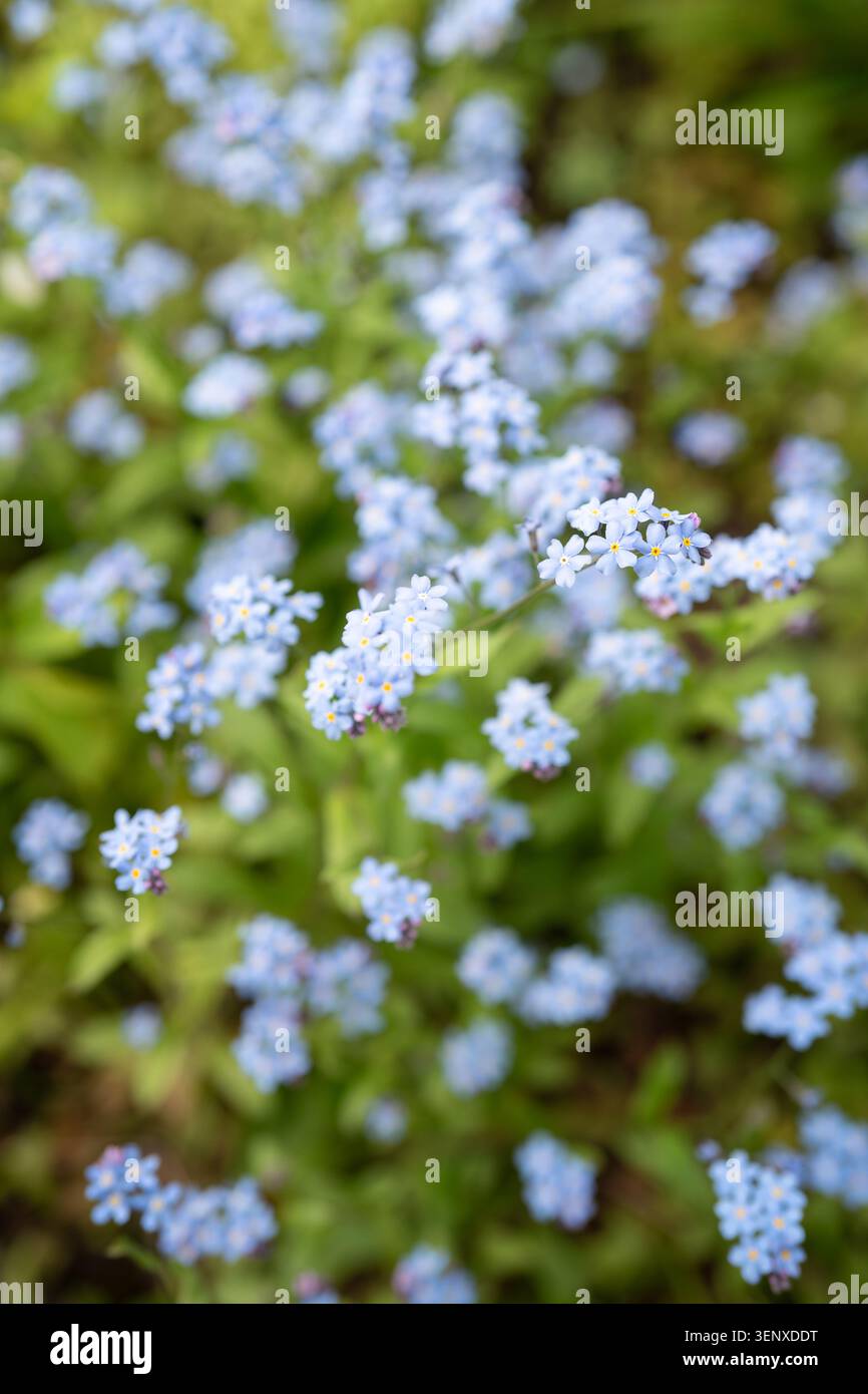Dekorative kleine blaue wilde Vergissmeint-nicht-Blumen blühen draußen im Frühlingsgarten an sonnigen Tagen. Stockfoto