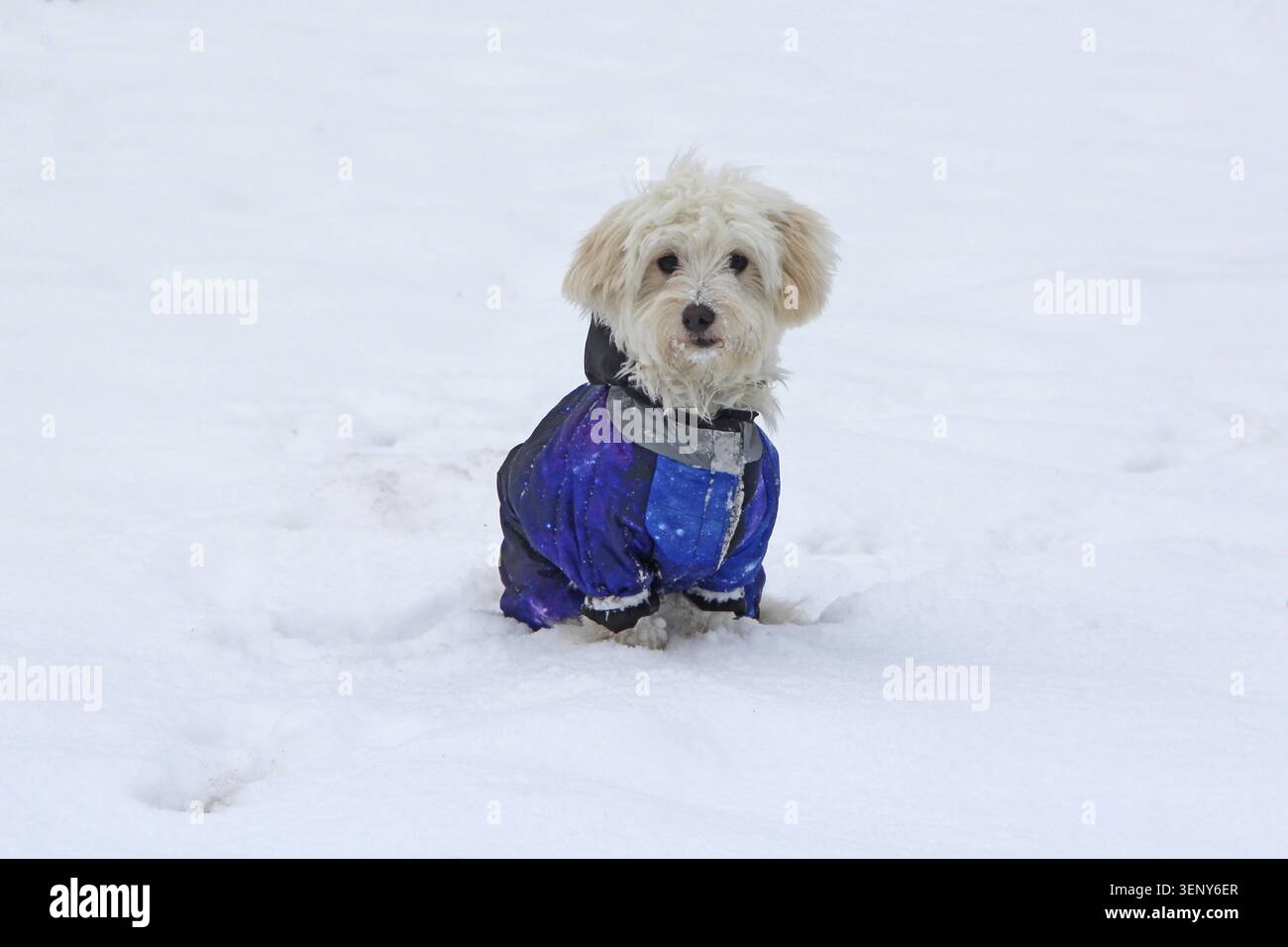 Niedlicher Maltipoo-Hund, der im Winter im Freien spielt. Maltipoo Hund sitzt auf dem Schnee Stockfoto