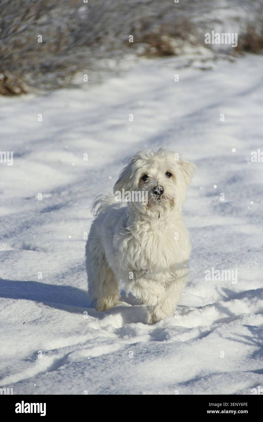 Niedlicher Maltipoo-Hund, der im Winter im Freien spielt. Maltipoo Hund sitzt auf dem Schnee Stockfoto