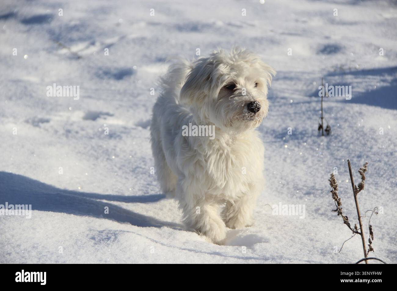 Niedlicher Maltipoo-Hund, der im Winter im Freien spielt. Maltipoo Hund sitzt auf dem Schnee Stockfoto