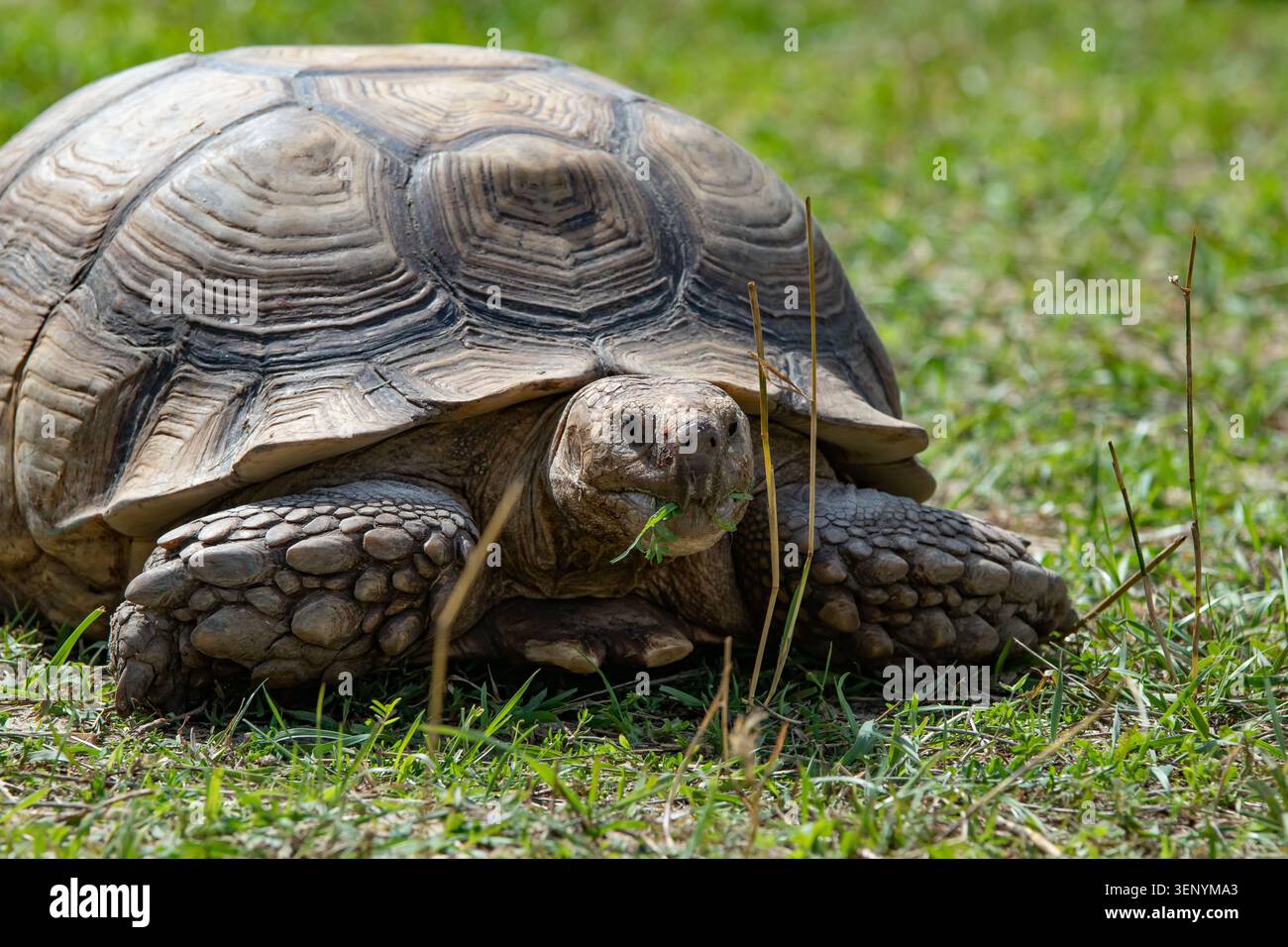 Große afrikanische Sulcata-Schildkröte grast auf grünem Gras und kaut frische Blätter. Detaillierte Ansicht der strukturierten Schale, schuppigen Beine und faltigen Gesichter. Sonniger Tag, Stockfoto