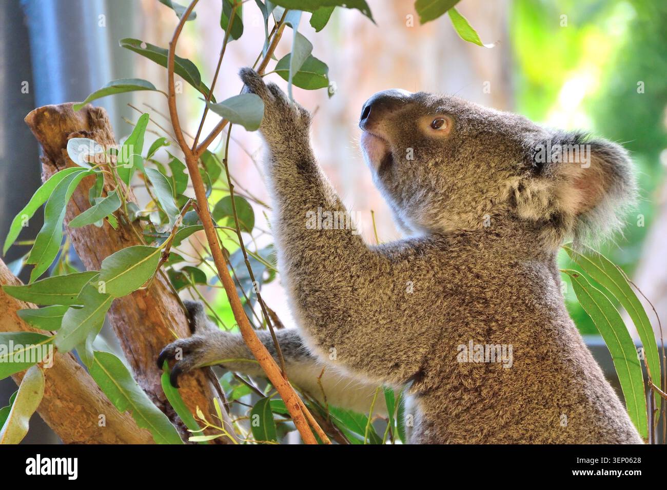 Koala streckt nach Eukalyptusblättern in Australien Stockfoto