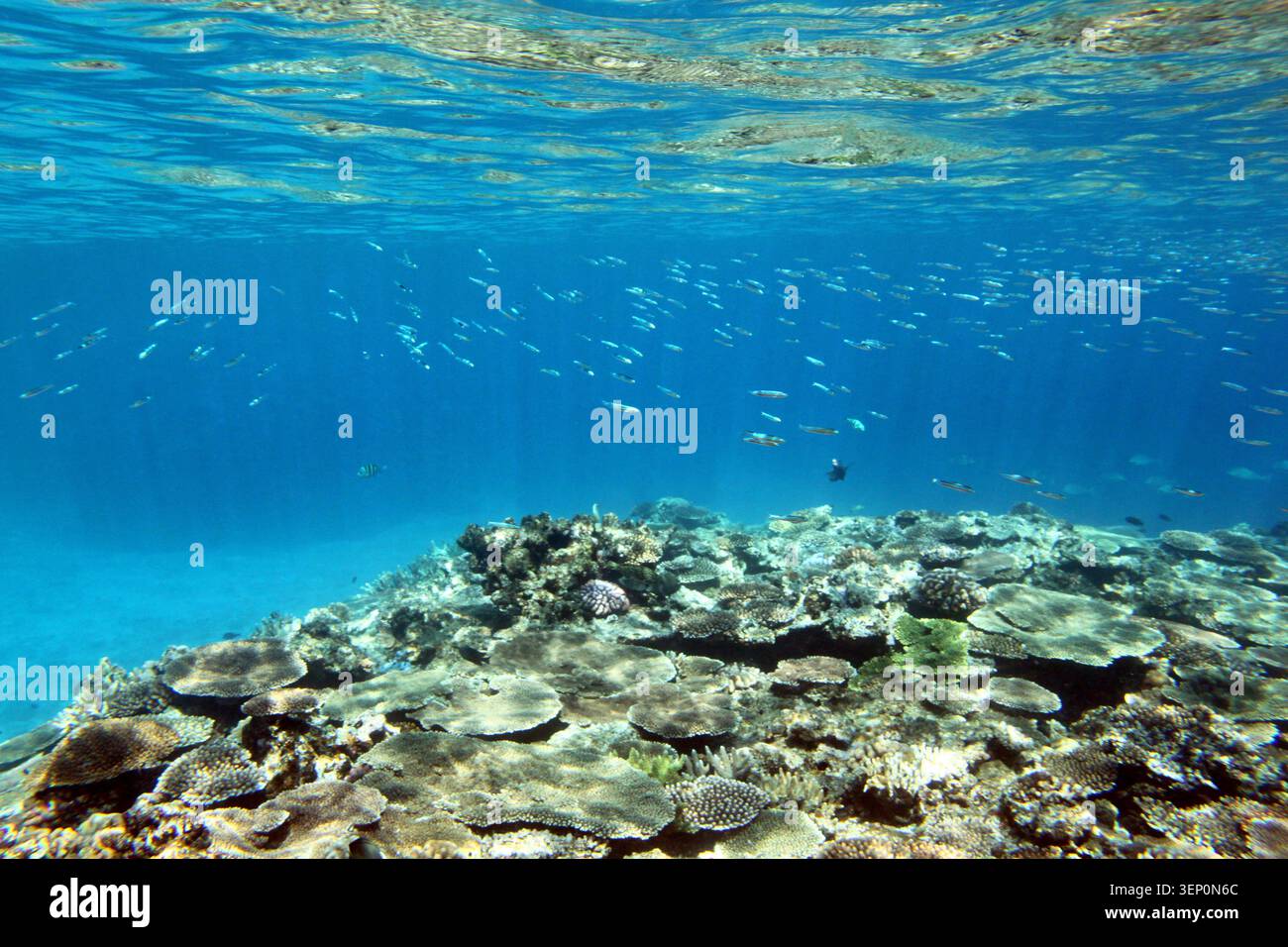 Korallenriff und ein Schwarm kleiner Riffische unter einer klaren tropischen Meeresoberfläche am Hizushi-Strand, Aka-Insel, Kerama-Inseln, Okinawa, Japan. Stockfoto