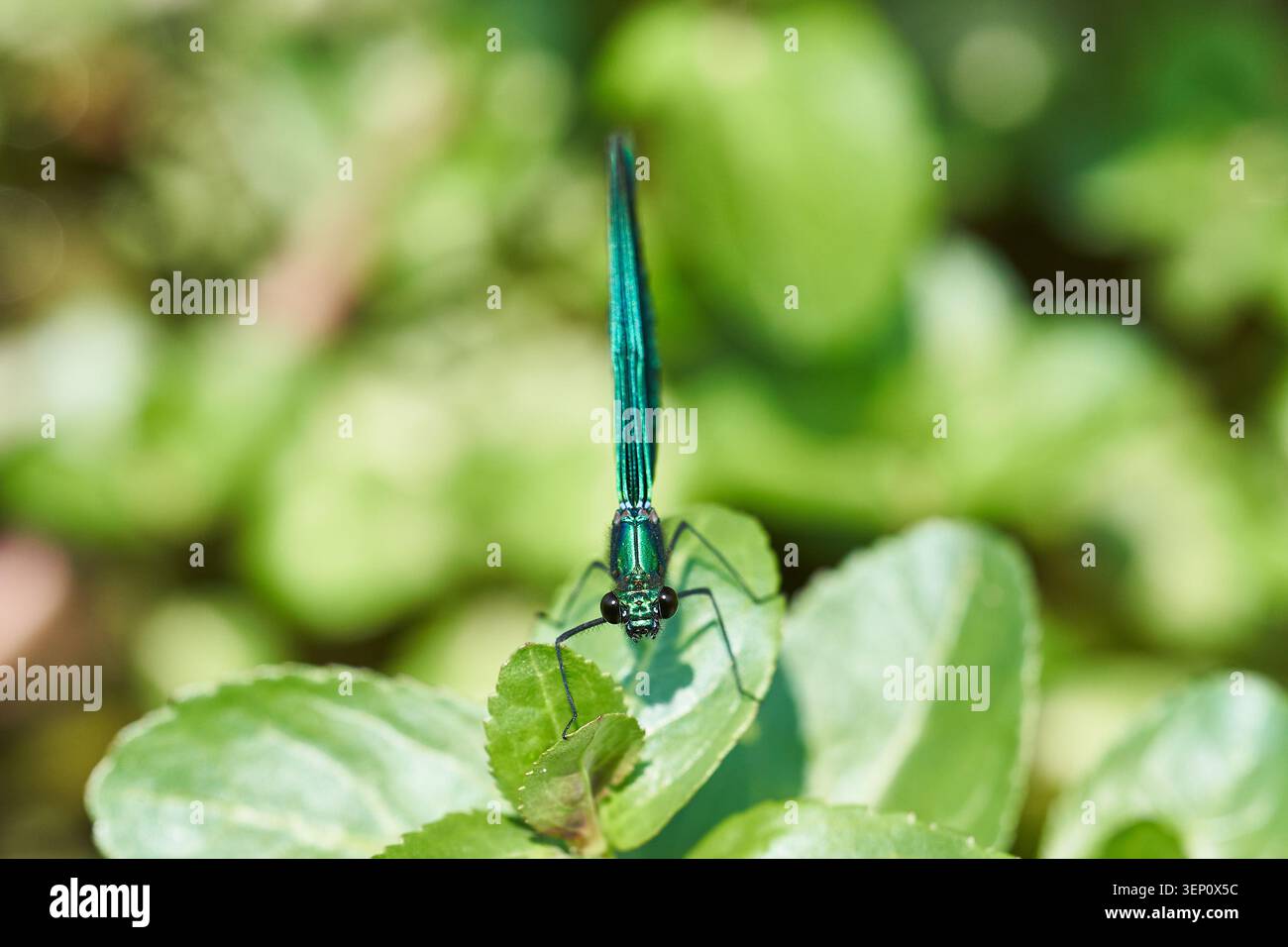 Schillernde grüne Damselfliege auf einem Blatt, Makroporträt mit zarten Flügeln, Augen und Textur. Stockfoto