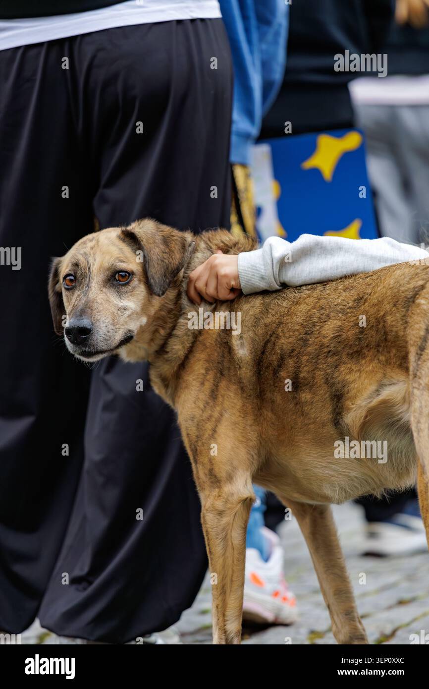 Trauriger brauner Hund, der bei Outdoor Street Event von Kinderhände gestreichelt wird Stockfoto