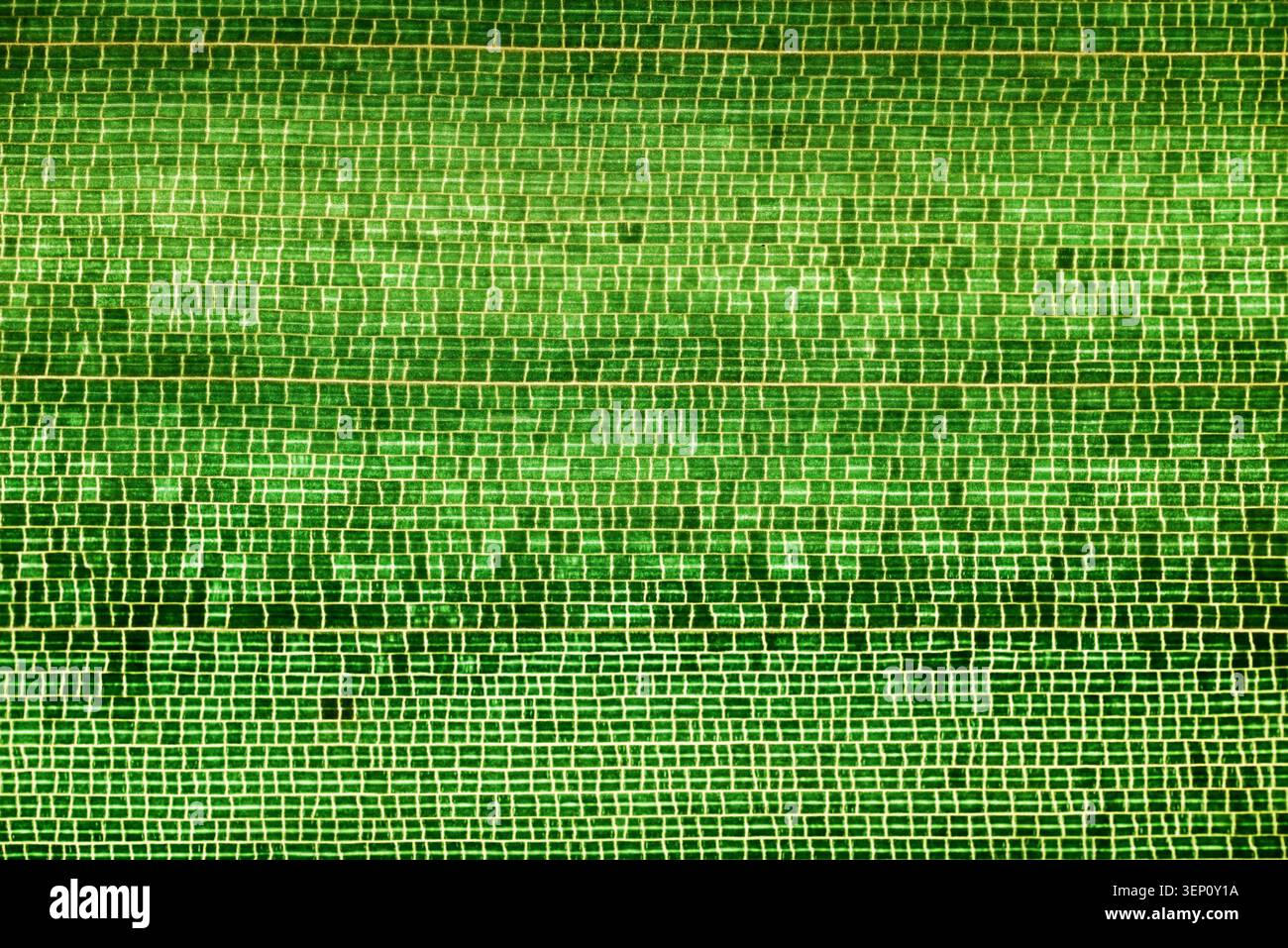 Makroansicht der Bambusblattstruktur mit retikulärer Venenbildung mit einem eindeutigen polygonalen Venennetzwerk und detailliertem grünen Gefäßmuster. Stockfoto