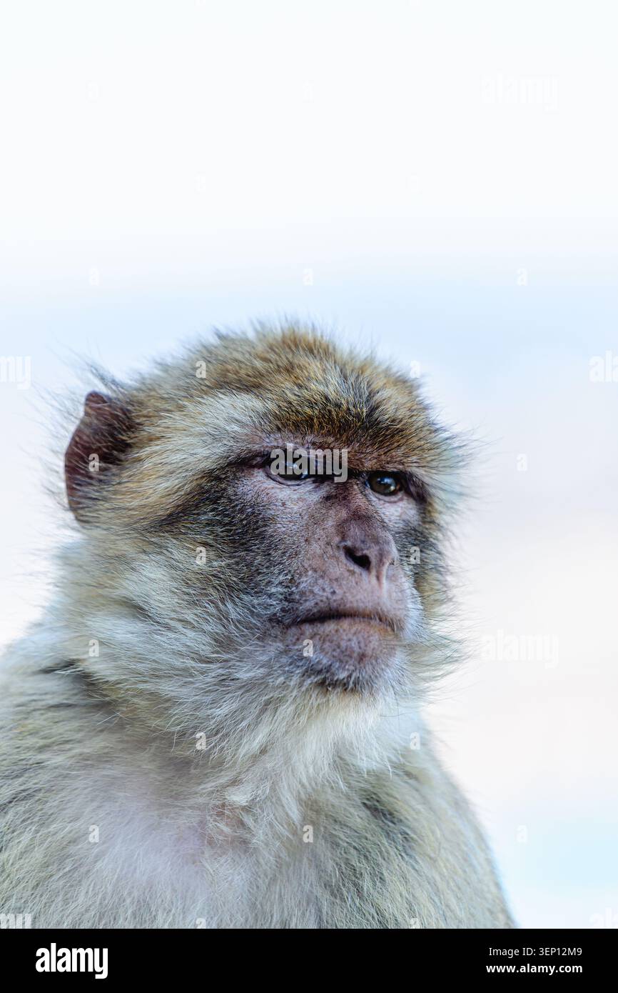 Berbermakaken (Macaca sylvanus), auch bekannt als schwanzloser Makaken. Neugieriger Affe, der in einem natürlichen Lebensraum mit Intensität blickt. Stockfoto