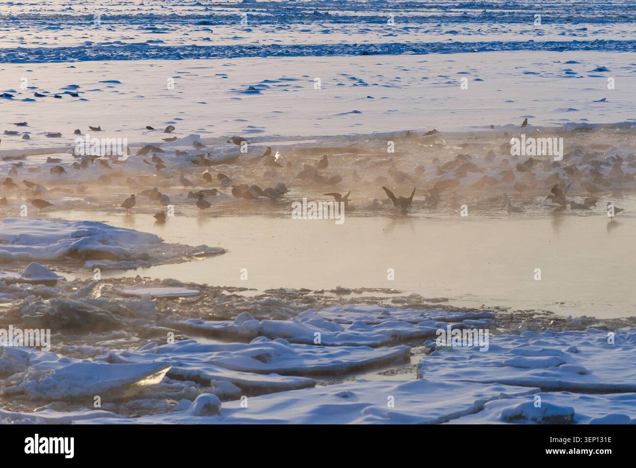 Auf dem Flusseis versammelte Möwenherden. Sie suchten nach Essen in der Nähe des offenen Wassers. Die untergehende Sonne erleuchtet den Fluss, ein ruhiger Winter Stockfoto