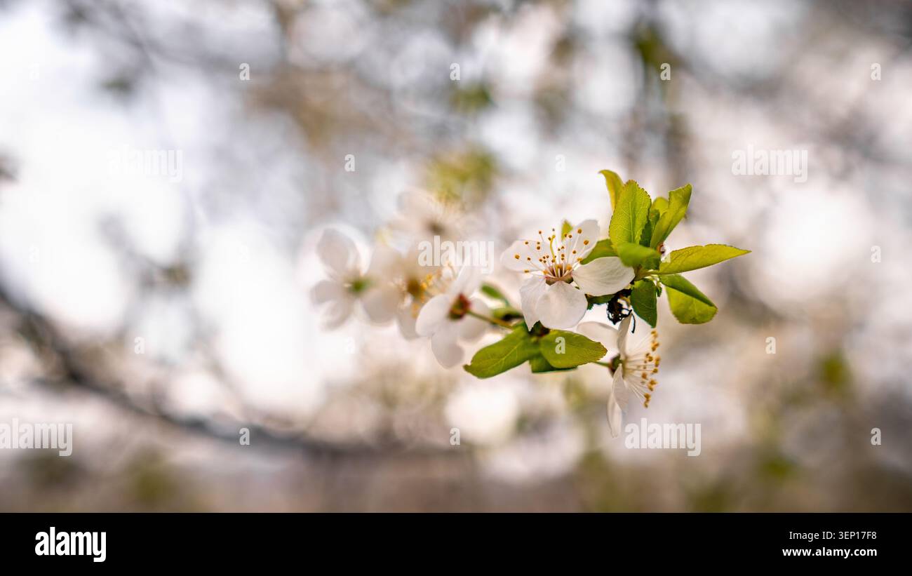 Nahaufnahme weißer Frühlingsblüten mit frischen grünen Blättern und einem kleinen Insekten, fotografiert mit geringer Schärfentiefe und weichem natürlichem Bokeh Stockfoto
