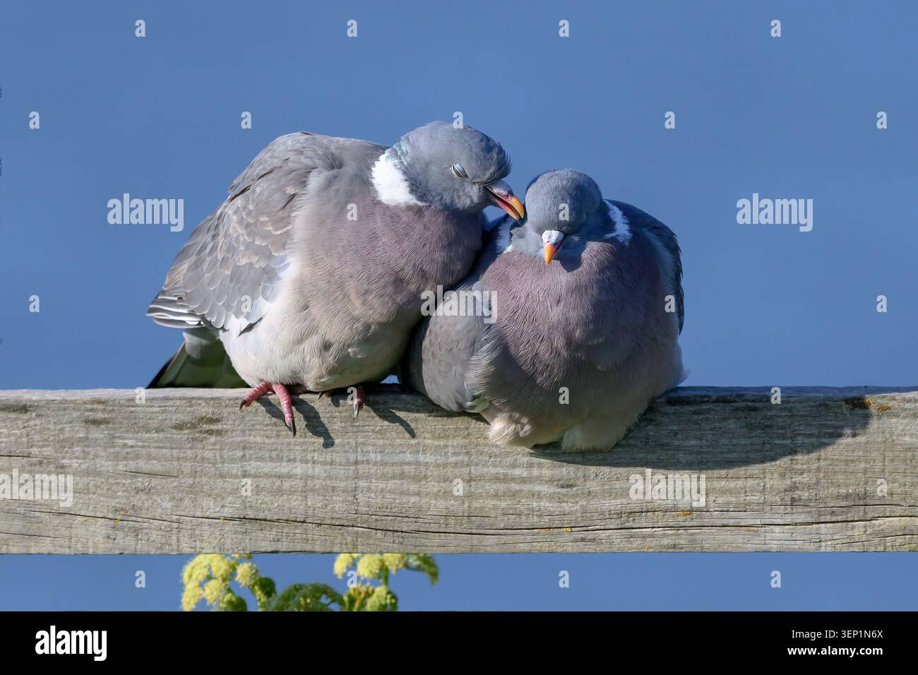 Holztaube, Columba Palumbus, Erwachsenenpaarbindung, Balz auf einem Klippenzaun nach Norfolk April Stockfoto