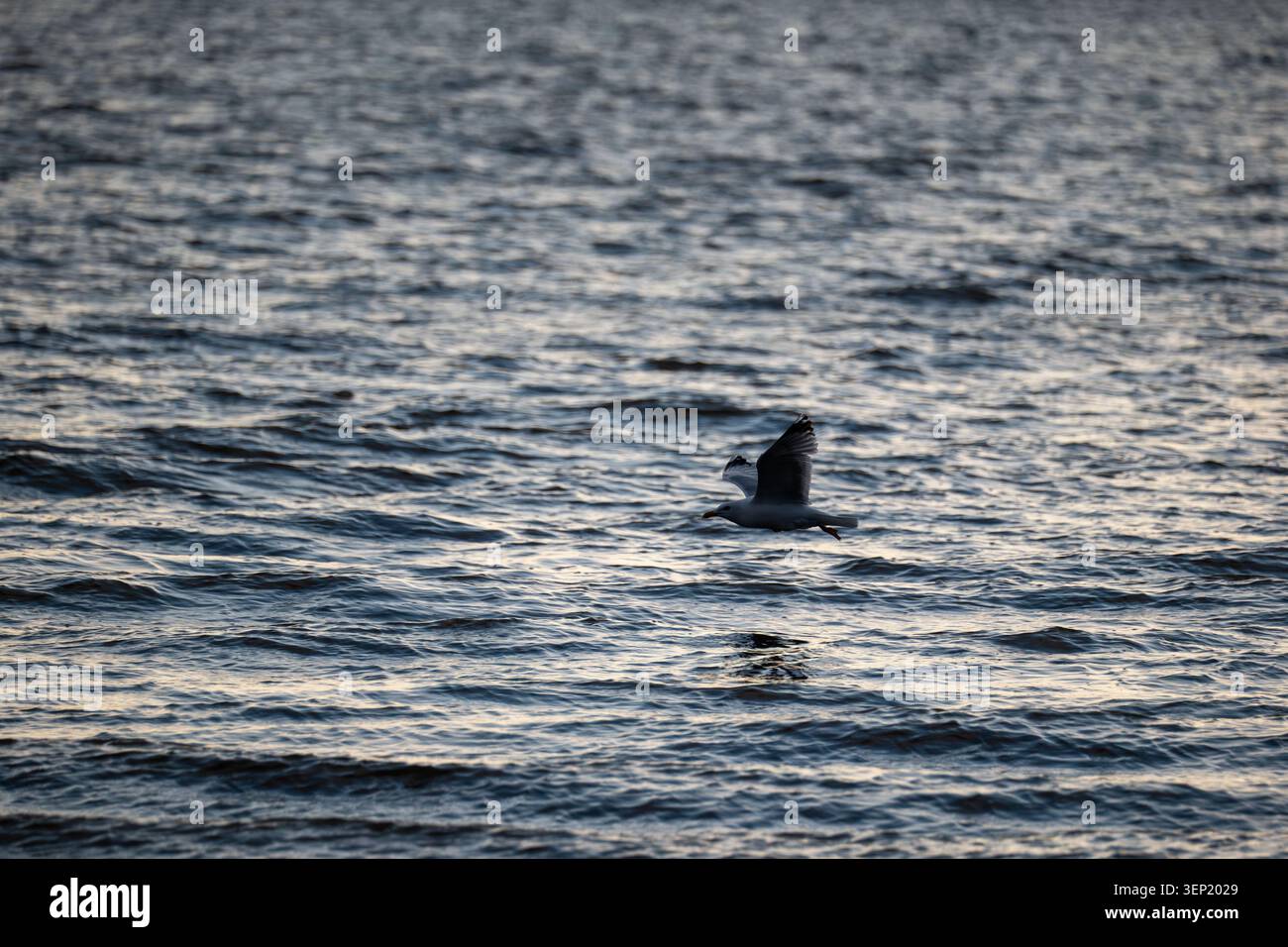 Heringsmöwe Fliegt Tief Über Der Abgehackten Silbergrauen Nordseeoberfläche Stockfoto