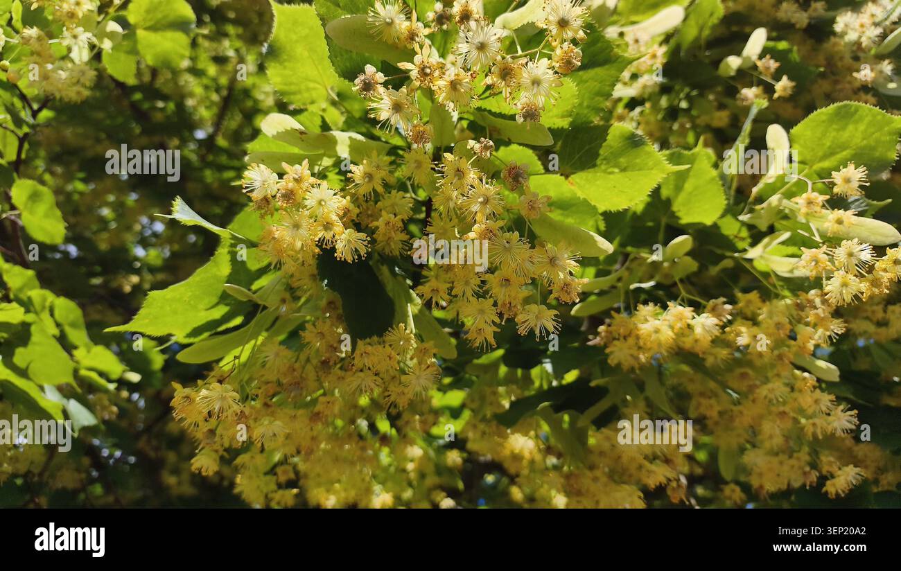 Nahaufnahme blühender Lindenzweige, bedeckt mit zarten gelben Blüten und grünem Laub Stockfoto
