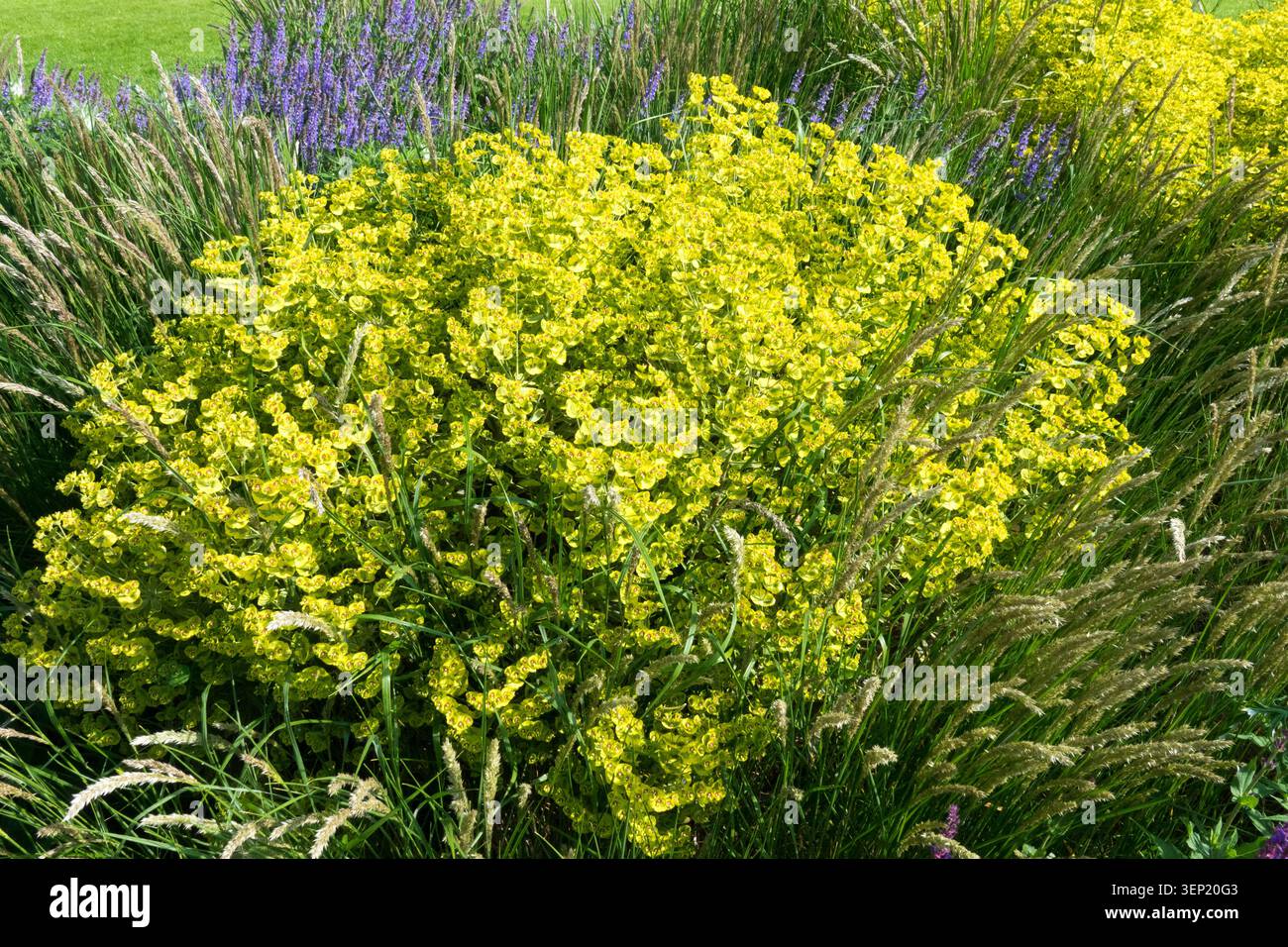 Gelblich-grüne Blüten von Spurge Euphorbia in einem Mischbeet mit Ziergräsern in einem Sommergarten Stockfoto