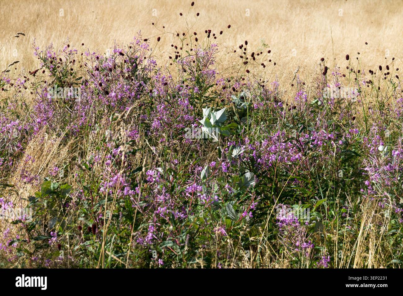 Rosafarbene Wildblumen von Fireweed Chamerion angustifolium am Rande eines goldenen Getreidefeldes im Sommer Stockfoto