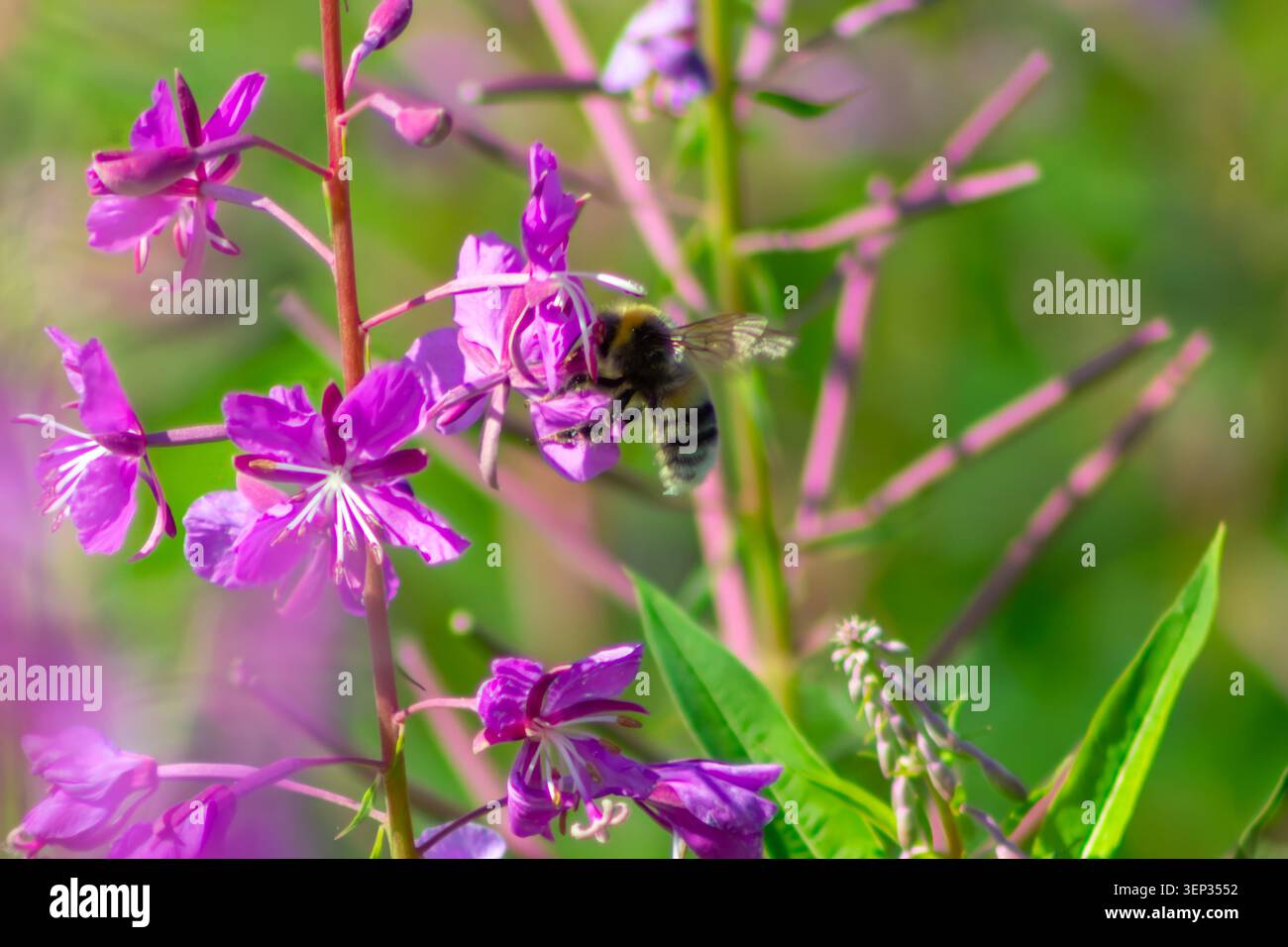Honigbiene sammelt Pollen auf blühenden Schafgarbenblüten in einer Sommermähwiese. Nahaufnahme einer Bestaubungsszene mit lebhaften Wildblumen und natürlichem Bokeh Stockfoto