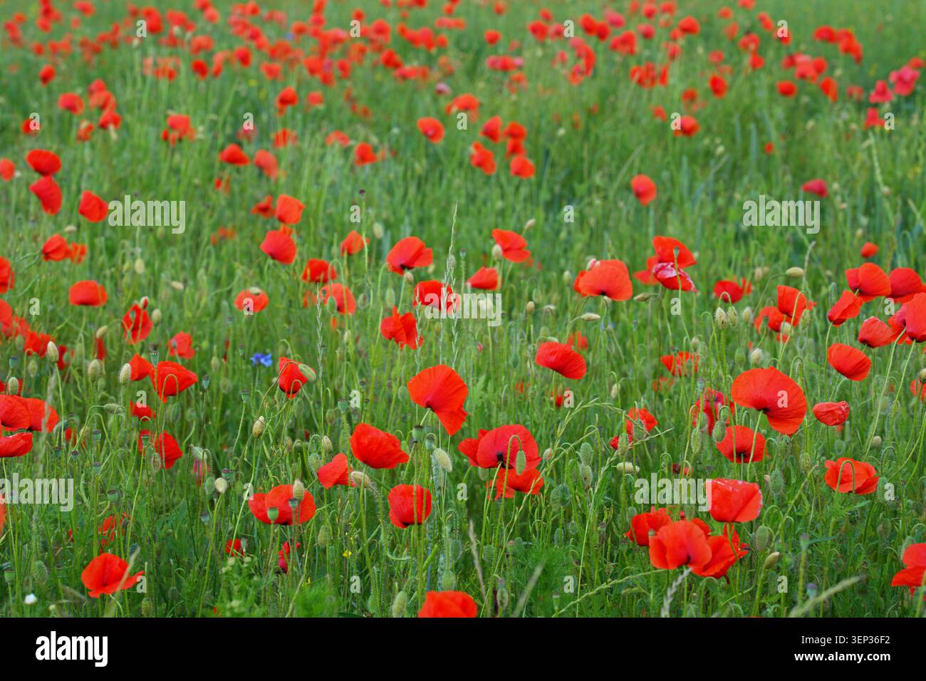 Hintergrundfoto von einem schönen Mohnfeld. Hochwertige Fotos Stockfoto