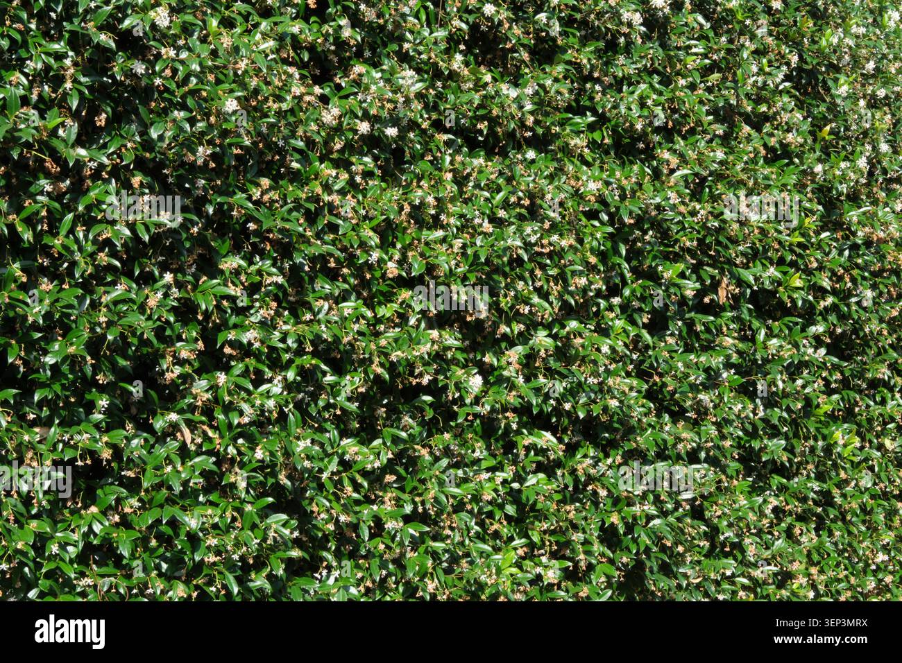 HINTERGRUNDSTRUKTUR EINER STRUKTUR VON IMMERGRÜNEN BLÄTTERN Stockfoto