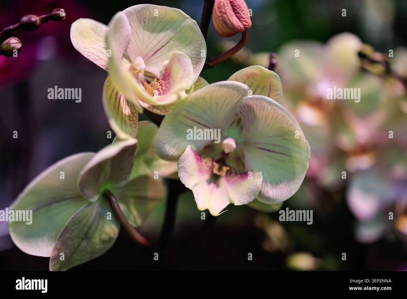 Hellgrüne Phalaenopsis-Motten-Orchideenblüten mit rosa Adern und lila Lippenblüte auf dunklem Stamm mit Knospen, Makrofotografie in Nahaufnahme mit weichem bo Stockfoto