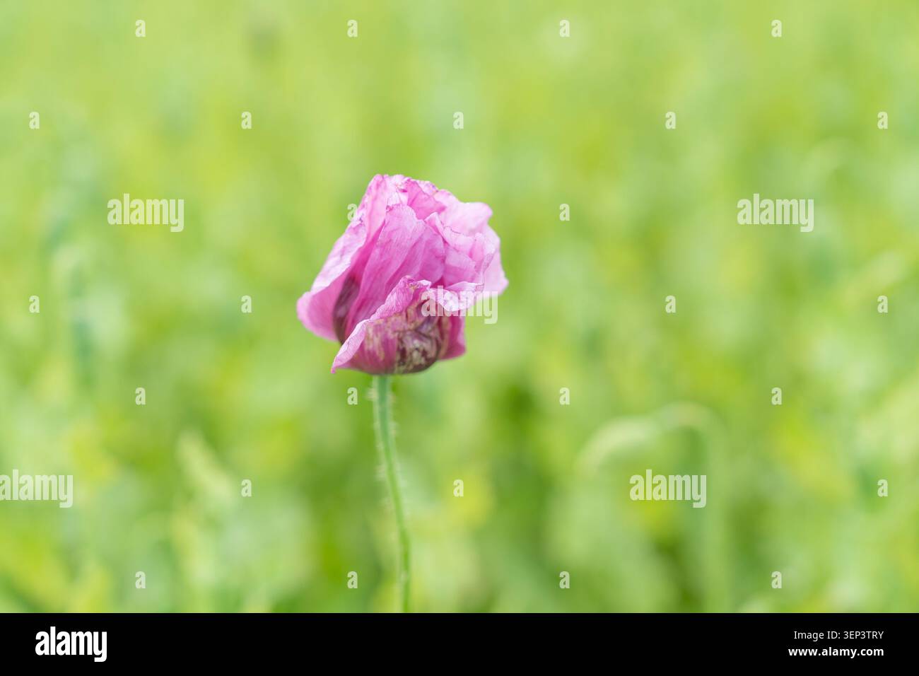 Eine schöne Nahaufnahme einer einzigen leuchtenden lila Mohnblume, die auf einem üppig grünen Ackerfeld blüht. Perfektes Asset für botanische Hintergründe Stockfoto