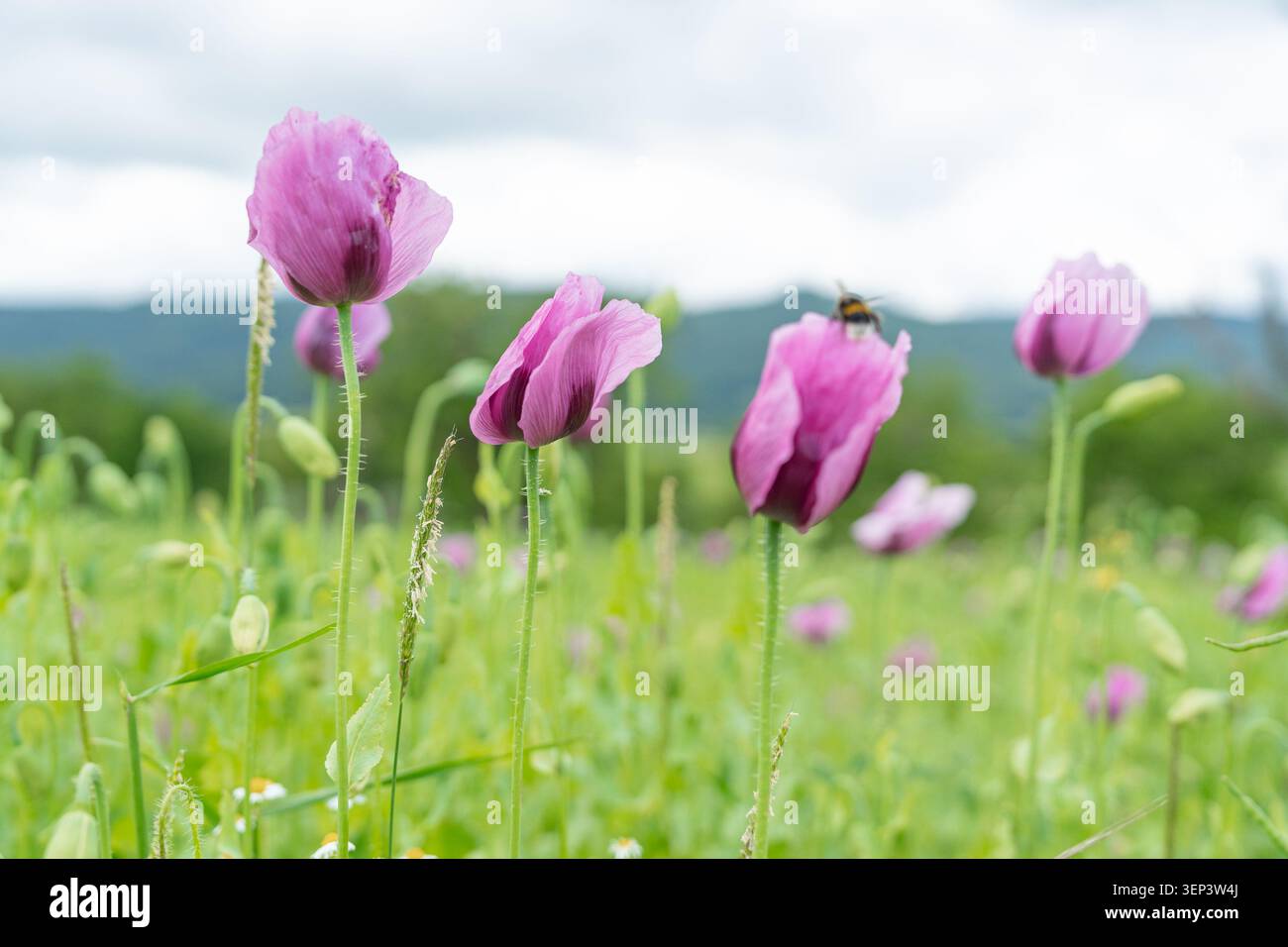 Eine wunderschöne Nahaufnahme von leuchtenden lila Mohnblumen, die auf einer üppig grünen Wiese unter einem Sommerhimmel wachsen. Perfekt für botanische Hintergründe und Begrüßungen Stockfoto