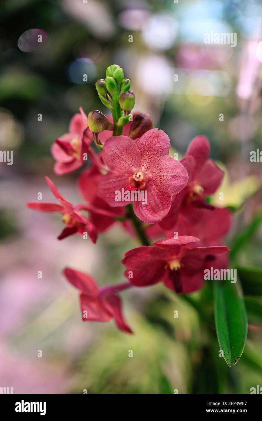 Dunkelrote und rosafarbene Vanda- oder Ascocenda-Orchideenblüten mit gepunkteten Blüten und grünen Knospen, die am Stiel blühen, Nahaufnahmen mit weichem bunten Bokeh Stockfoto