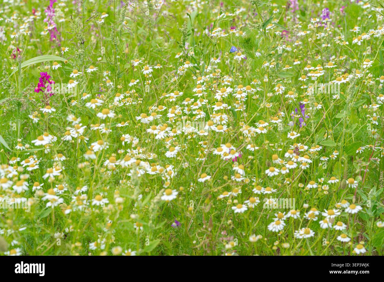 Eine dichte Nahaufnahme einer lebhaften Sommerwiese voller blühender weißer Kamillen und wilder violetter Blumen. Perfekter Hintergrund für Bio-Tee Stockfoto