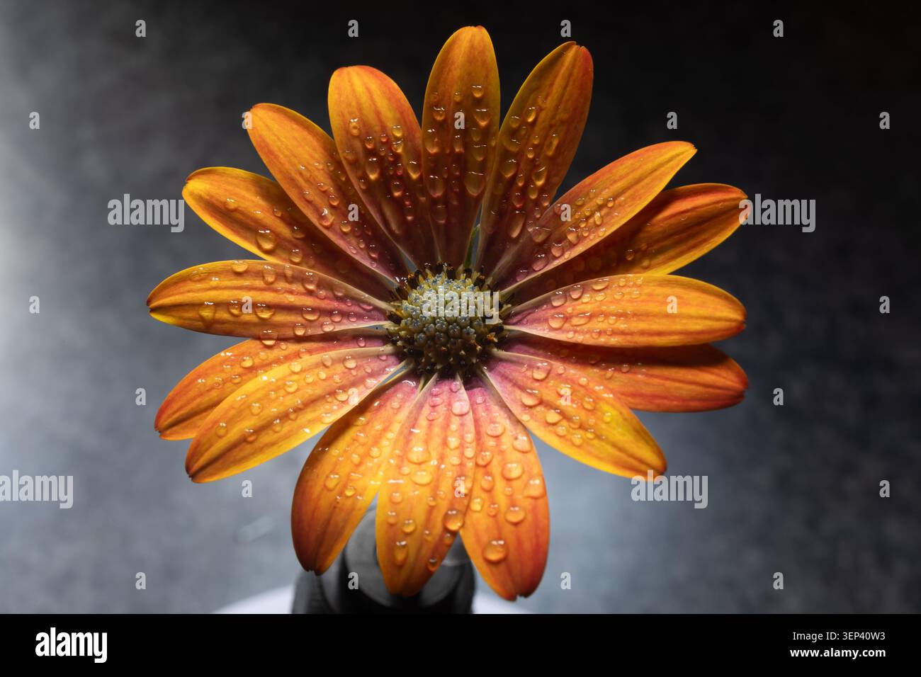 Buntes Blumenbeet im Siegener Schlossgarten in äußerster Nähe Stockfoto