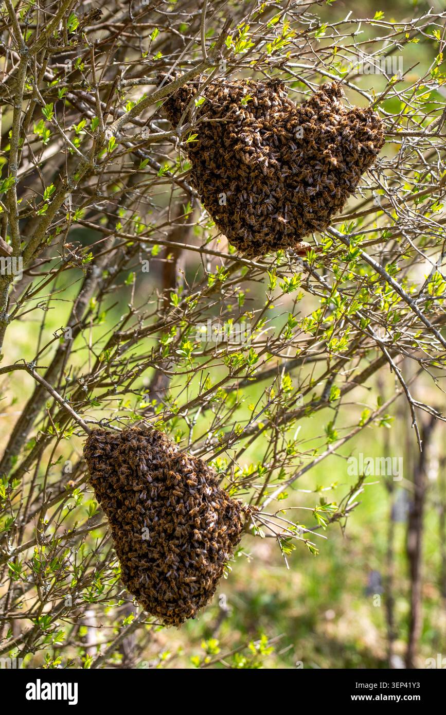 Zwei Honigbienenschwärme, die während der natürlichen Fortpflanzungsphase von Bienenvölkern an Baumästen hängen. Bemerkenswerte Wildtierszene im Frühling, die po betont Stockfoto