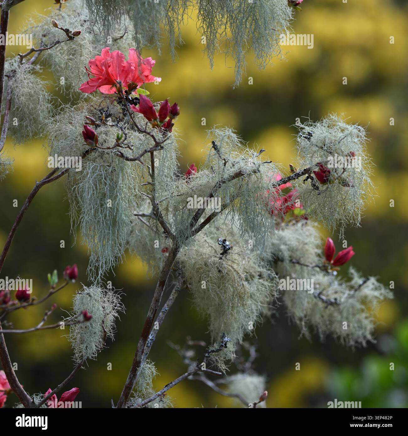 Fruchtflechten bedeckte Knospen und Blüten von roter Blütenazalea UK May Stockfoto