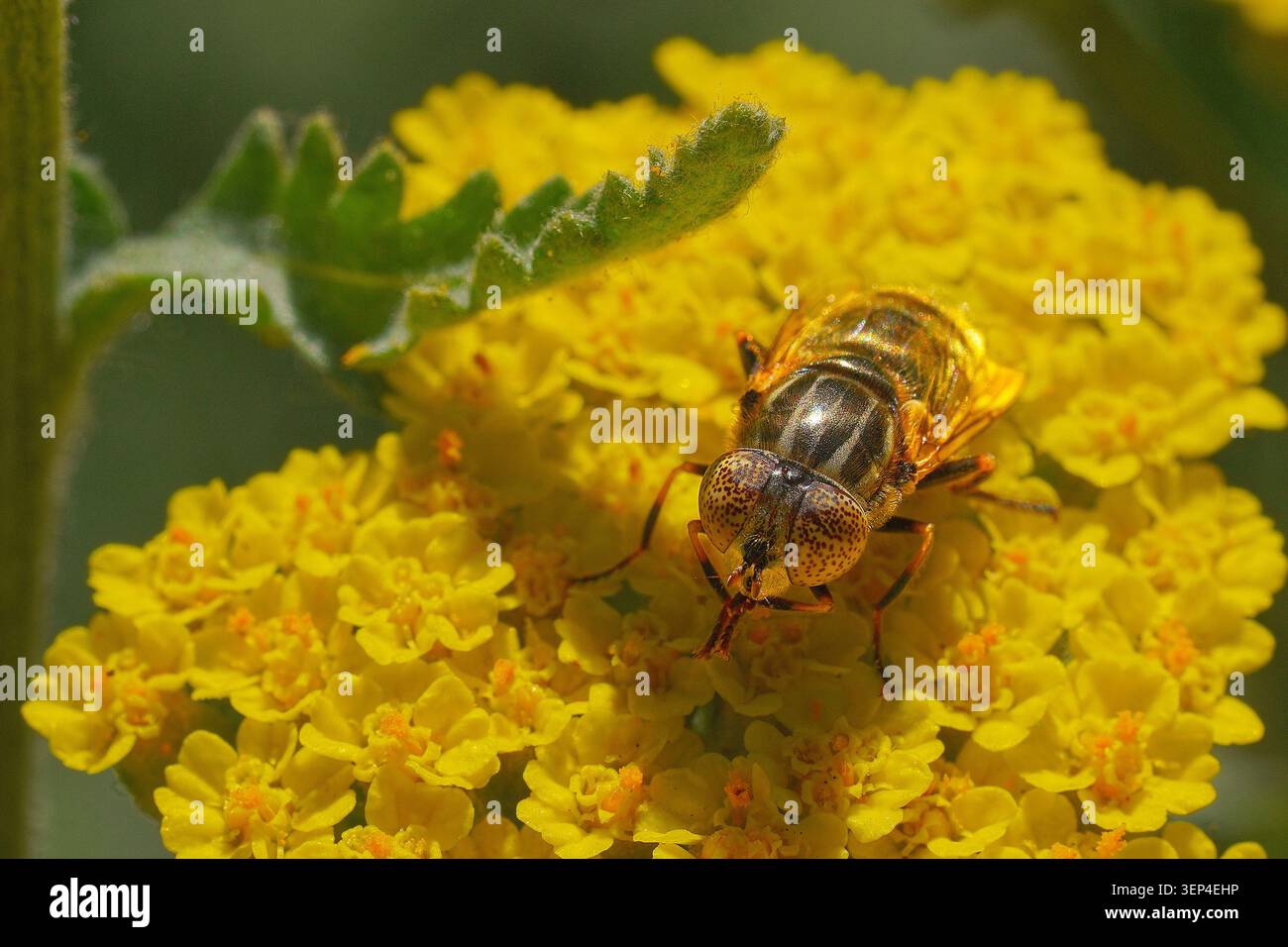 Fleckaugen-Lagune fliegen auf einer gelben Schafgarbe Stockfoto