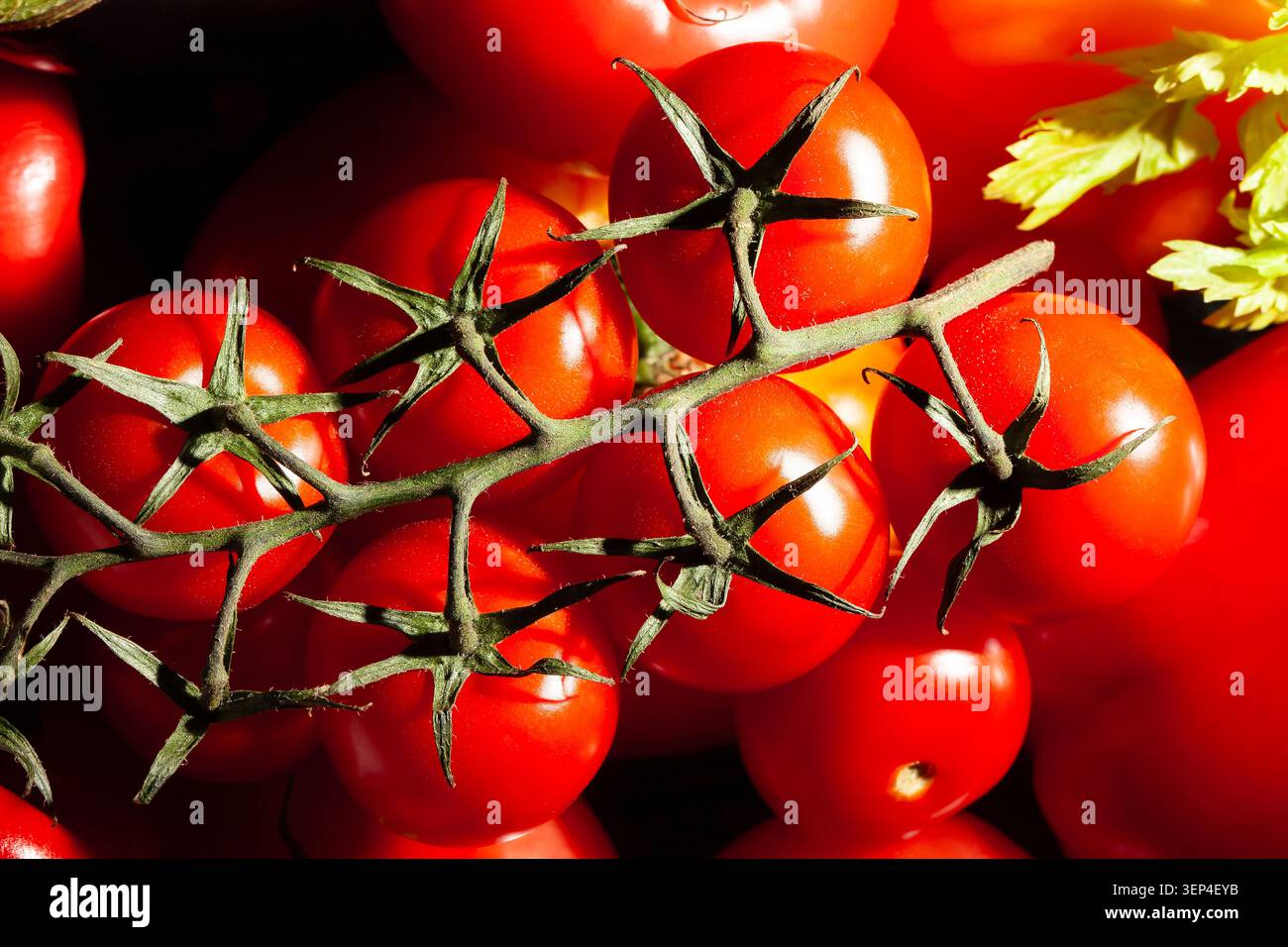 Gemüsesorten aus Kirschtomaten auf schwarzem Hintergrund Stockfoto