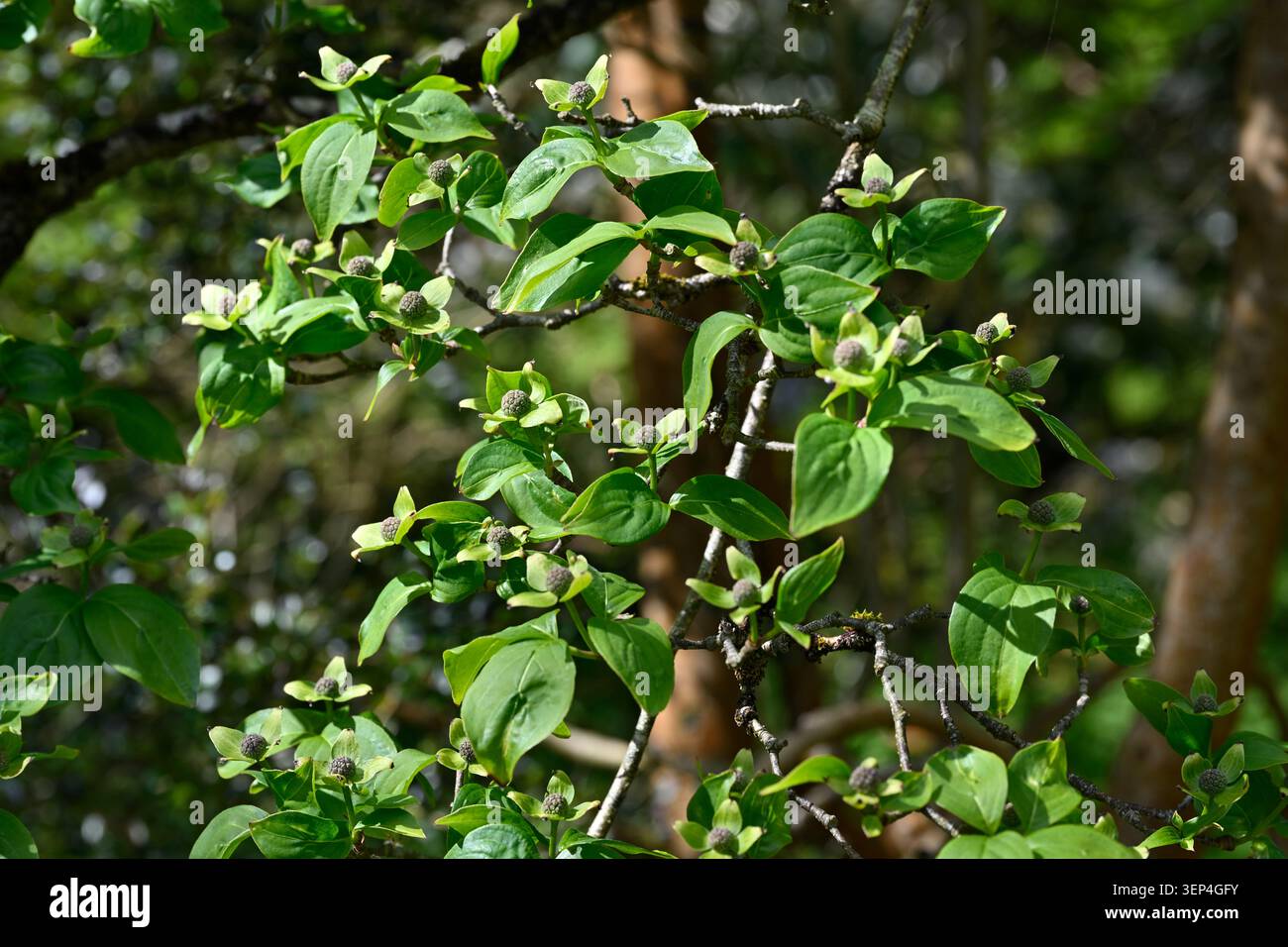 Laub und grüne unreife Früchte des chinesischen Doogwood, cornus kousa var. Chinensis Tree UK Garden May Stockfoto