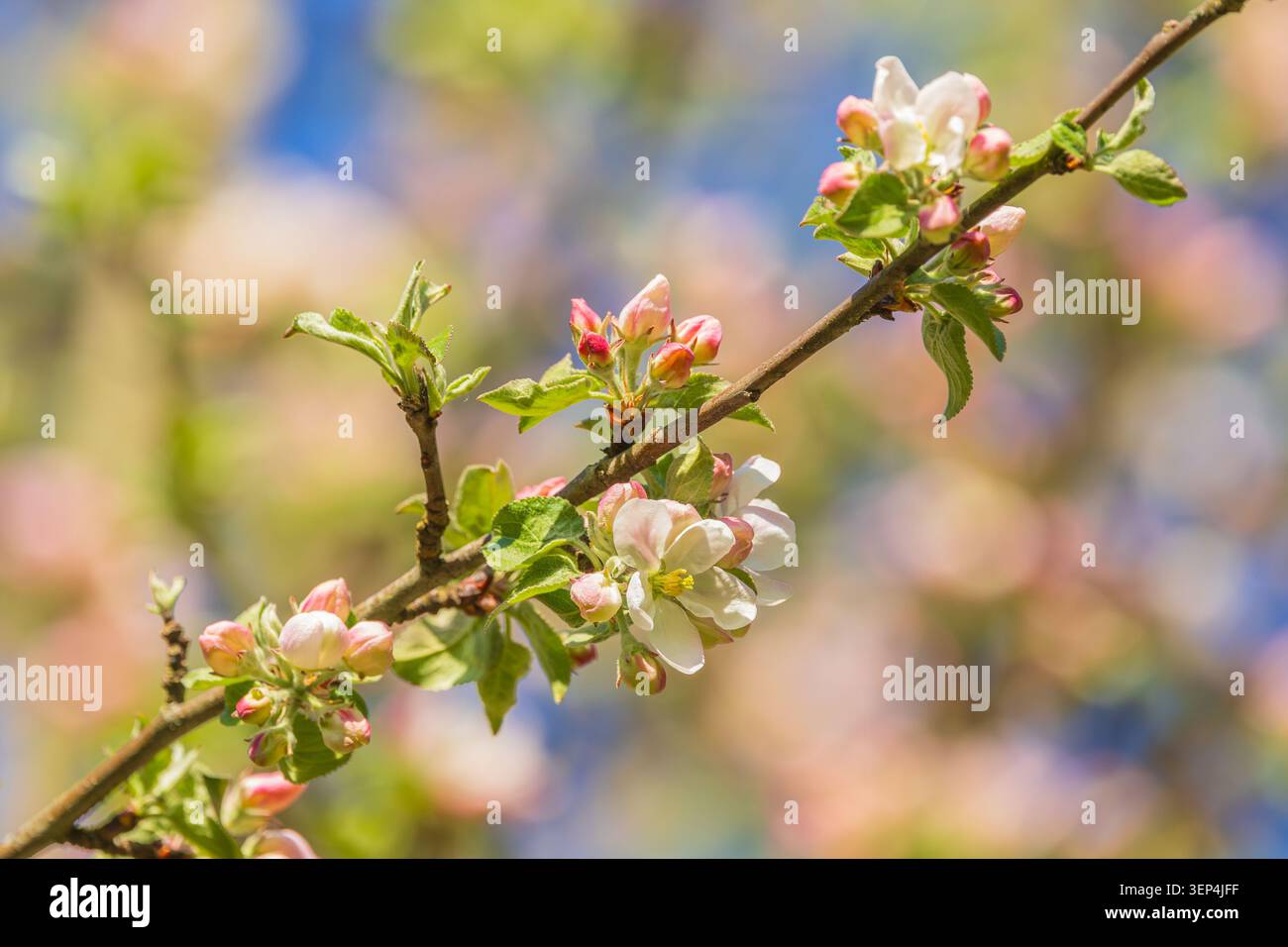 Nahaufnahme eines Baumzweigs, der von weißen Frühlingsblüten bedeckt ist, die vor einem blassblauen Himmel stehen. Sanftes natürliches Licht beleuchtet zarte Blütenblätter und Stockfoto