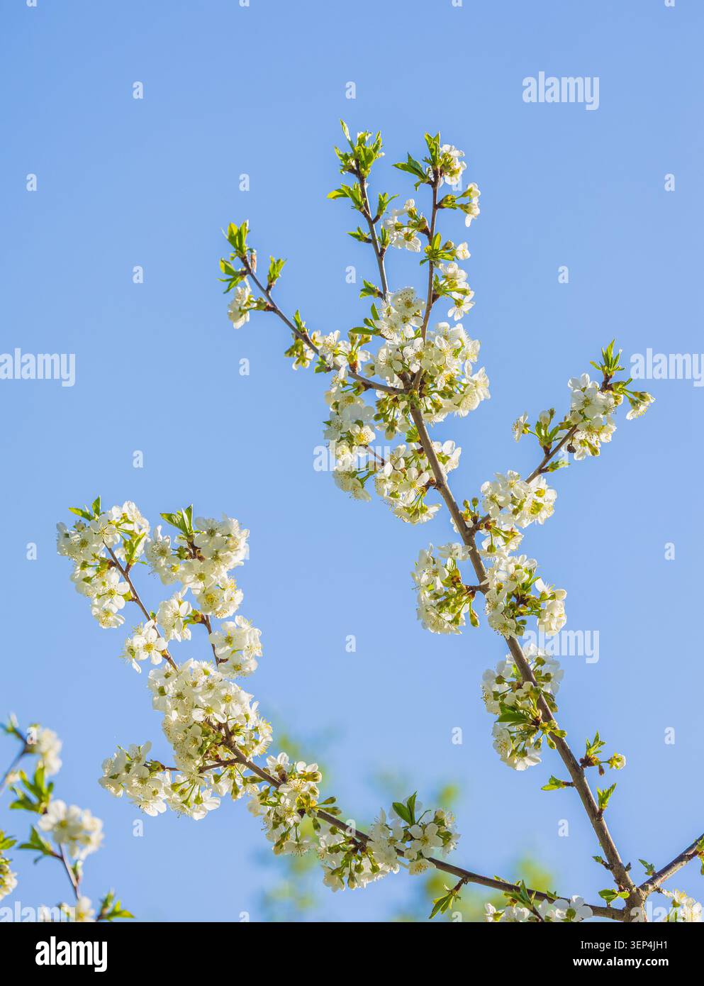 Nahaufnahme eines Baumzweigs, der von weißen Frühlingsblüten bedeckt ist, die vor einem blassblauen Himmel stehen. Sanftes natürliches Licht beleuchtet zarte Blütenblätter und Stockfoto