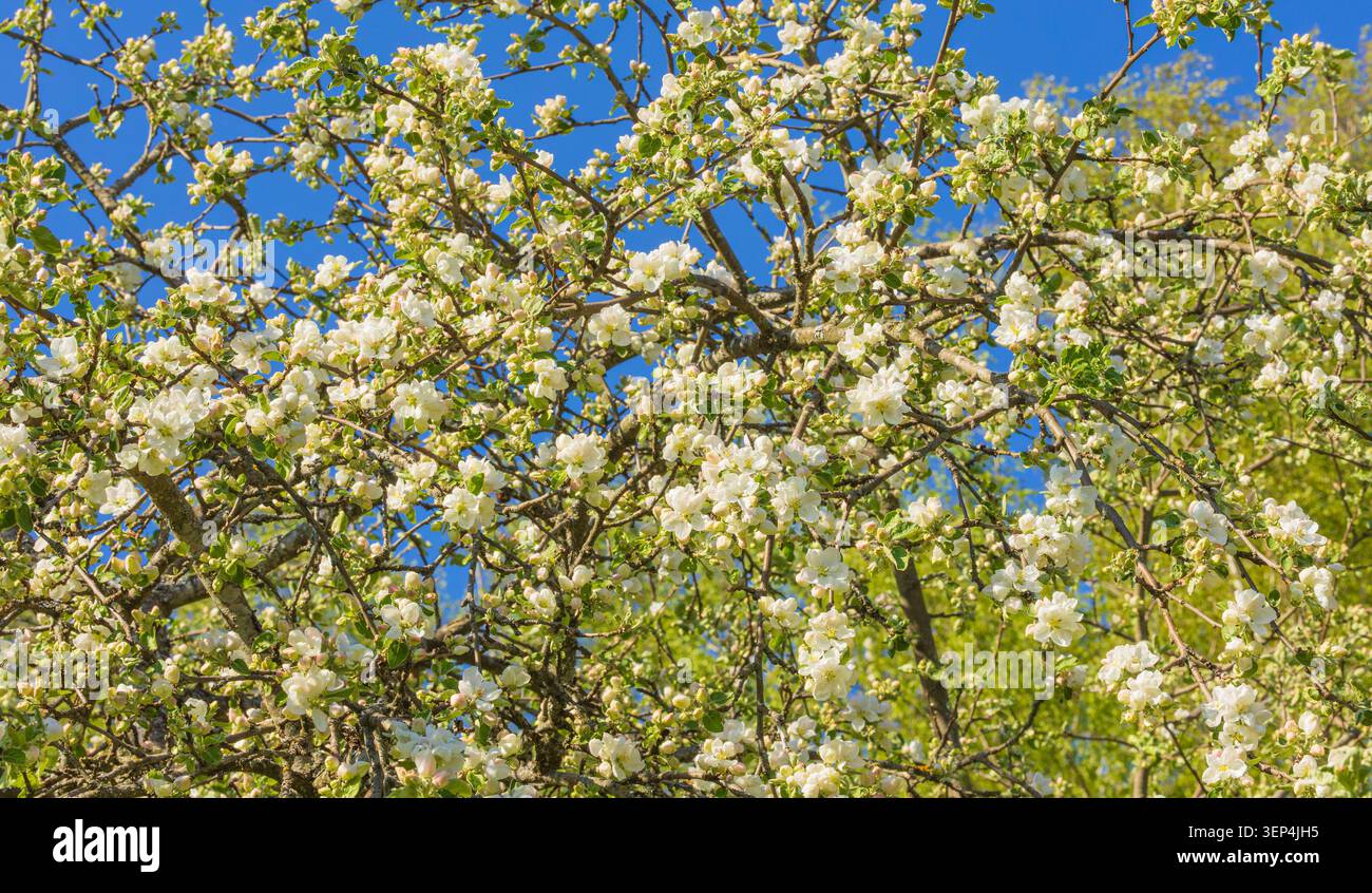 Nahaufnahme eines Baumzweigs, der von weißen Frühlingsblüten bedeckt ist, die vor einem blassblauen Himmel stehen. Sanftes natürliches Licht beleuchtet zarte Blütenblätter und Stockfoto