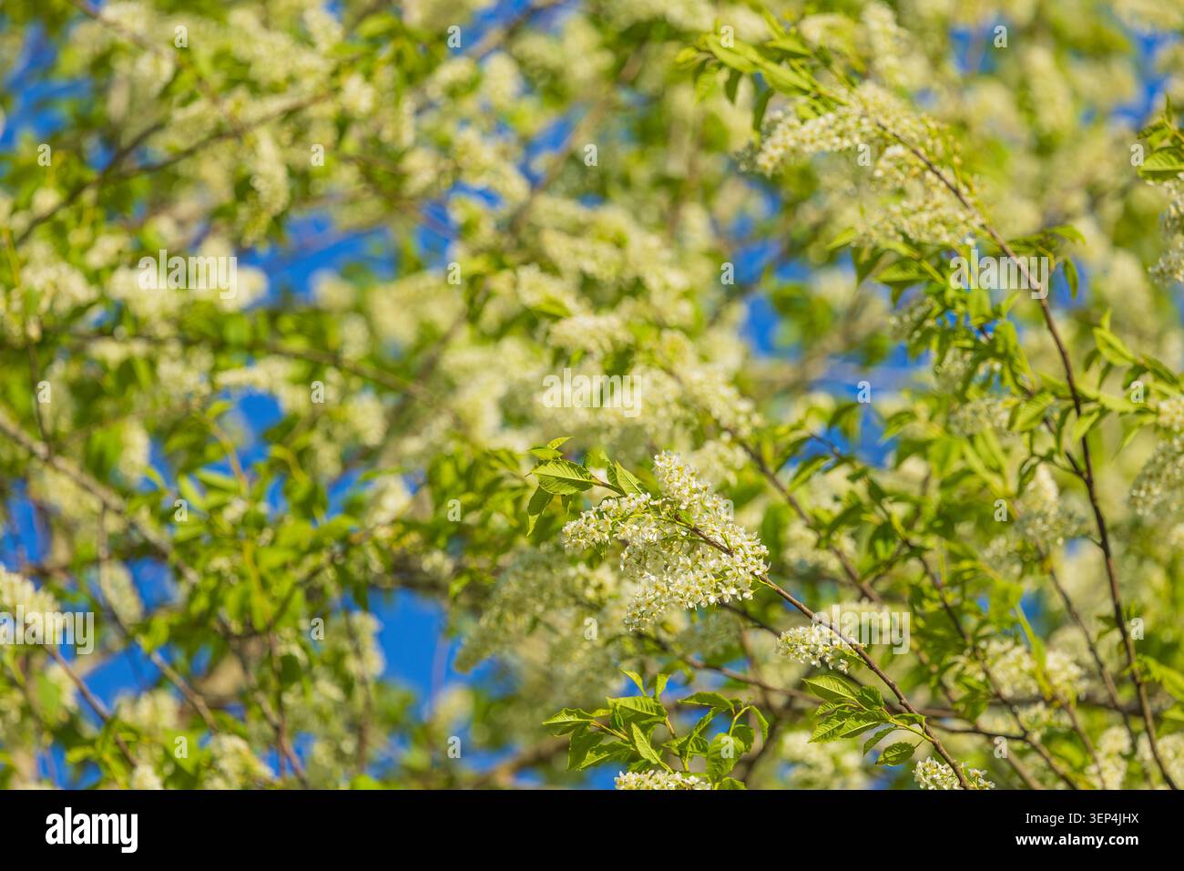 Nahaufnahme eines Baumzweigs, der von weißen Frühlingsblüten bedeckt ist, die vor einem blassblauen Himmel stehen. Sanftes natürliches Licht beleuchtet zarte Blütenblätter und Stockfoto