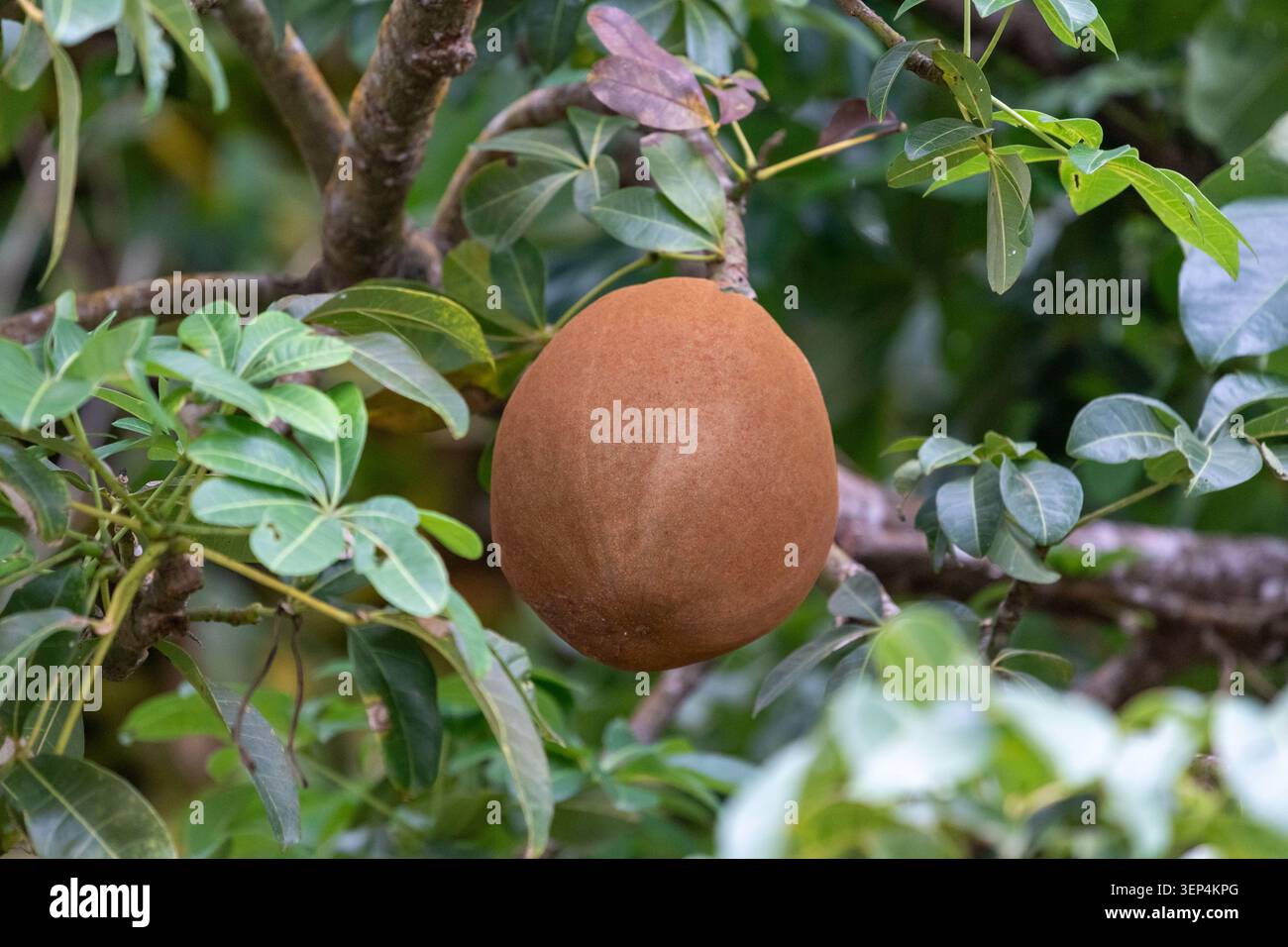 Eine einzelne, reife Mamey Sapote-Frucht hängt an einem üppig grünen Zweig in seinem natürlichen tropischen Lebensraum. Die große, ovale Frucht hat einen unverwechselbaren Redi Stockfoto