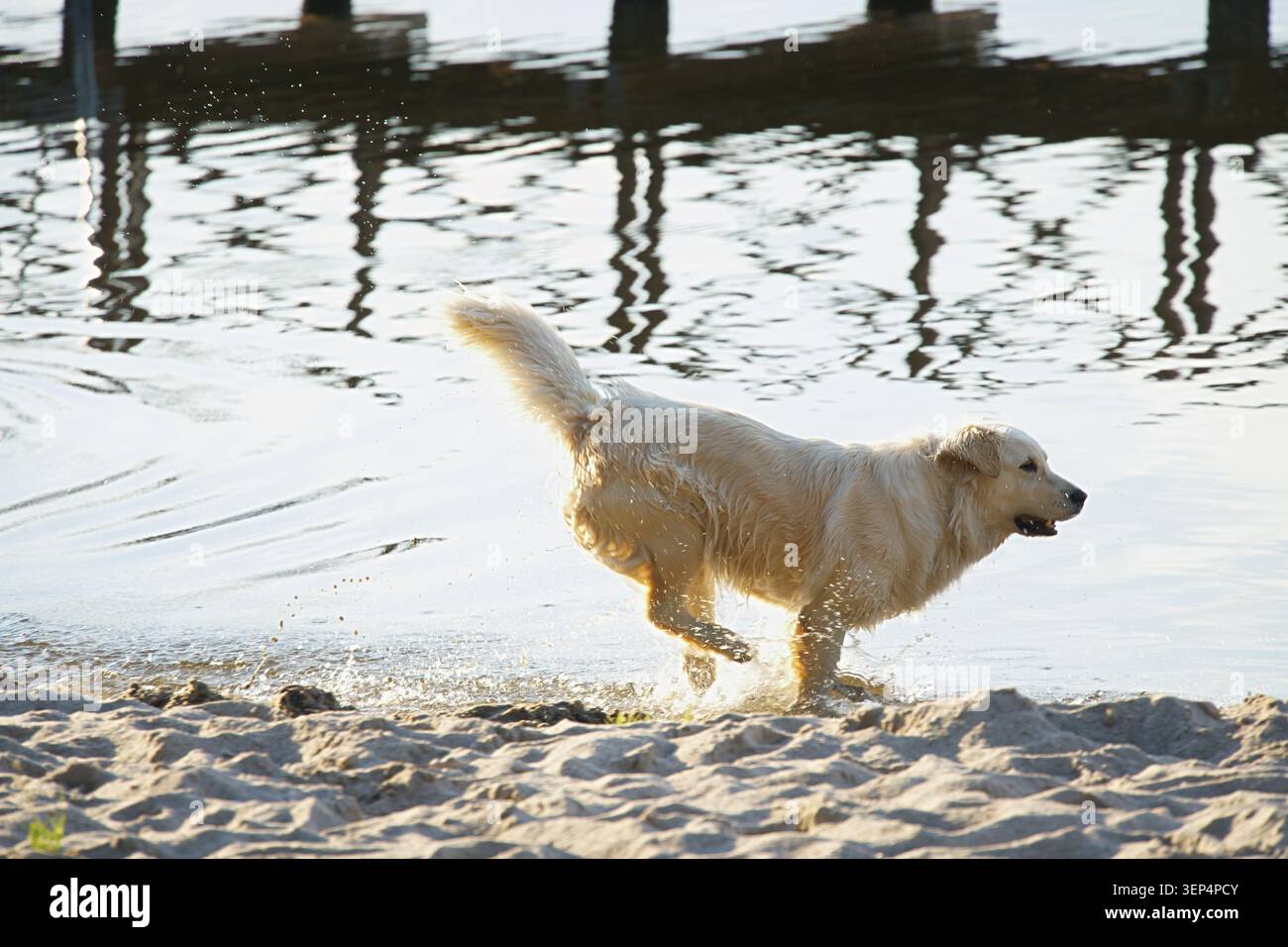 Ein goldener Retriever läuft durch das Wasser am Ufer eines Sees. Horizontales Foto Stockfoto