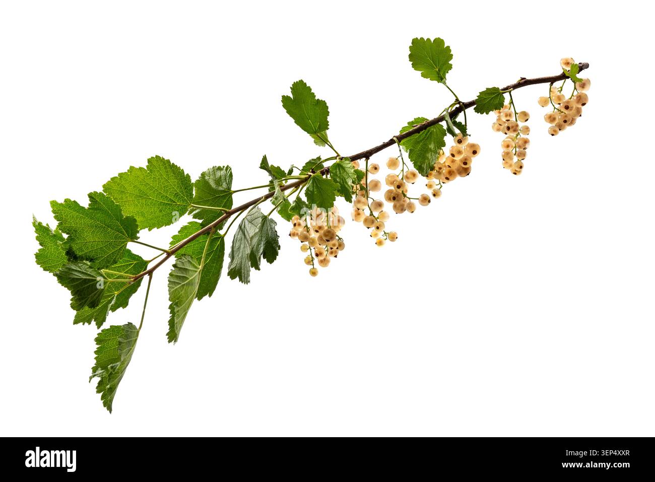 Zweig der weißen Johannisbeere (Ribes rubrum) mit hängenden Häufchen kleiner Beeren und hellgrünen Blättern mit gezackten Kanten. Isoliert auf weißem Hintergrund Stockfoto