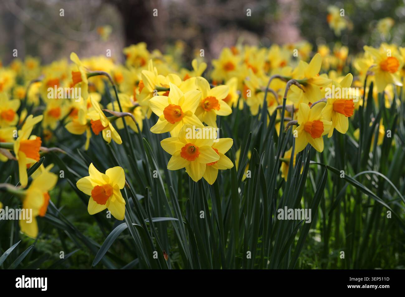 Narzissen, Narzissen „Fortune“, Amaryllidaceae. UK. Narcissus 'Fortune' ist eine kräftige, großschmelzende Narzissen. Stockfoto