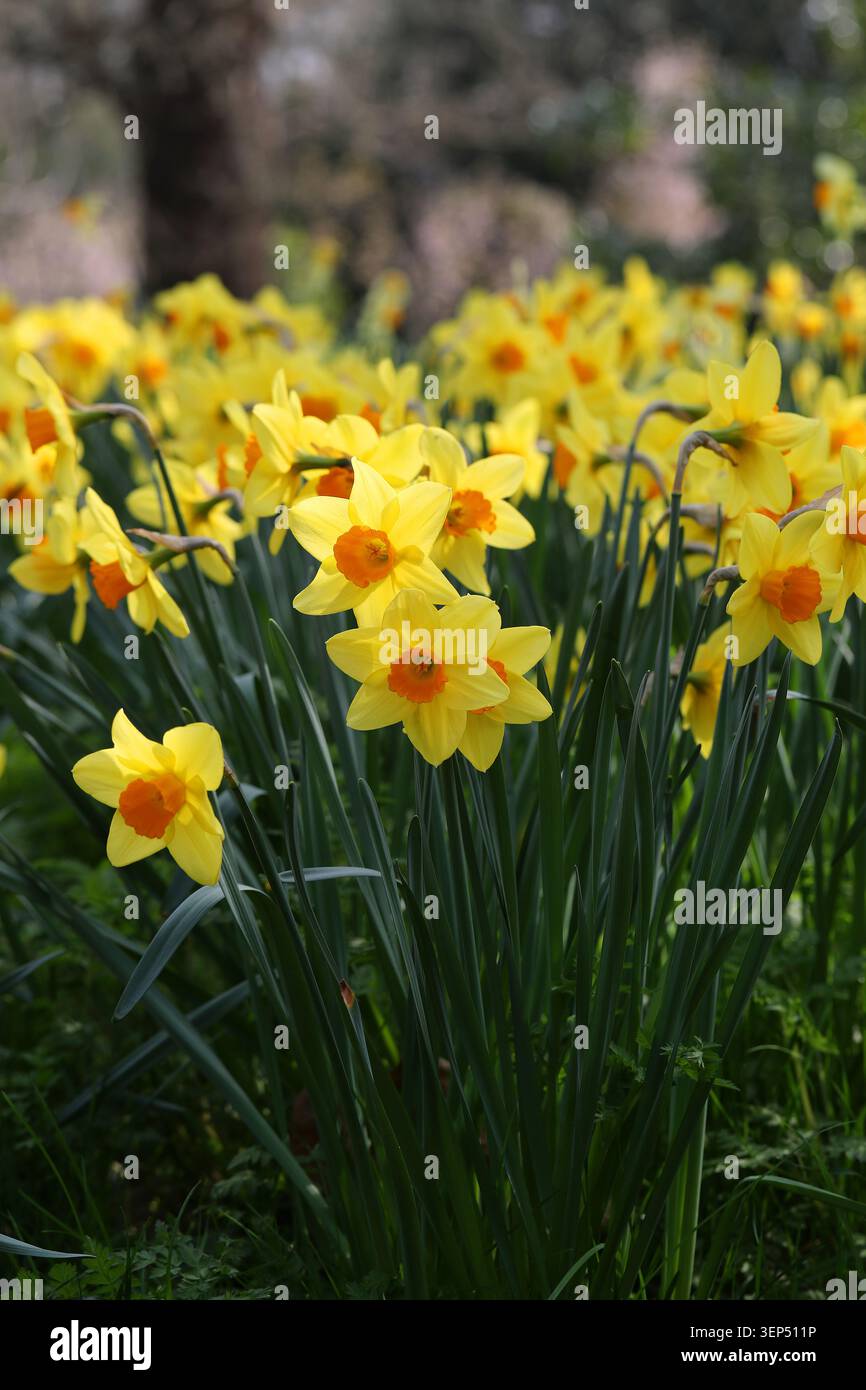 Narzissen, Narzissen „Fortune“, Amaryllidaceae. UK. Narcissus 'Fortune' ist eine kräftige, großschmelzende Narzissen. Stockfoto
