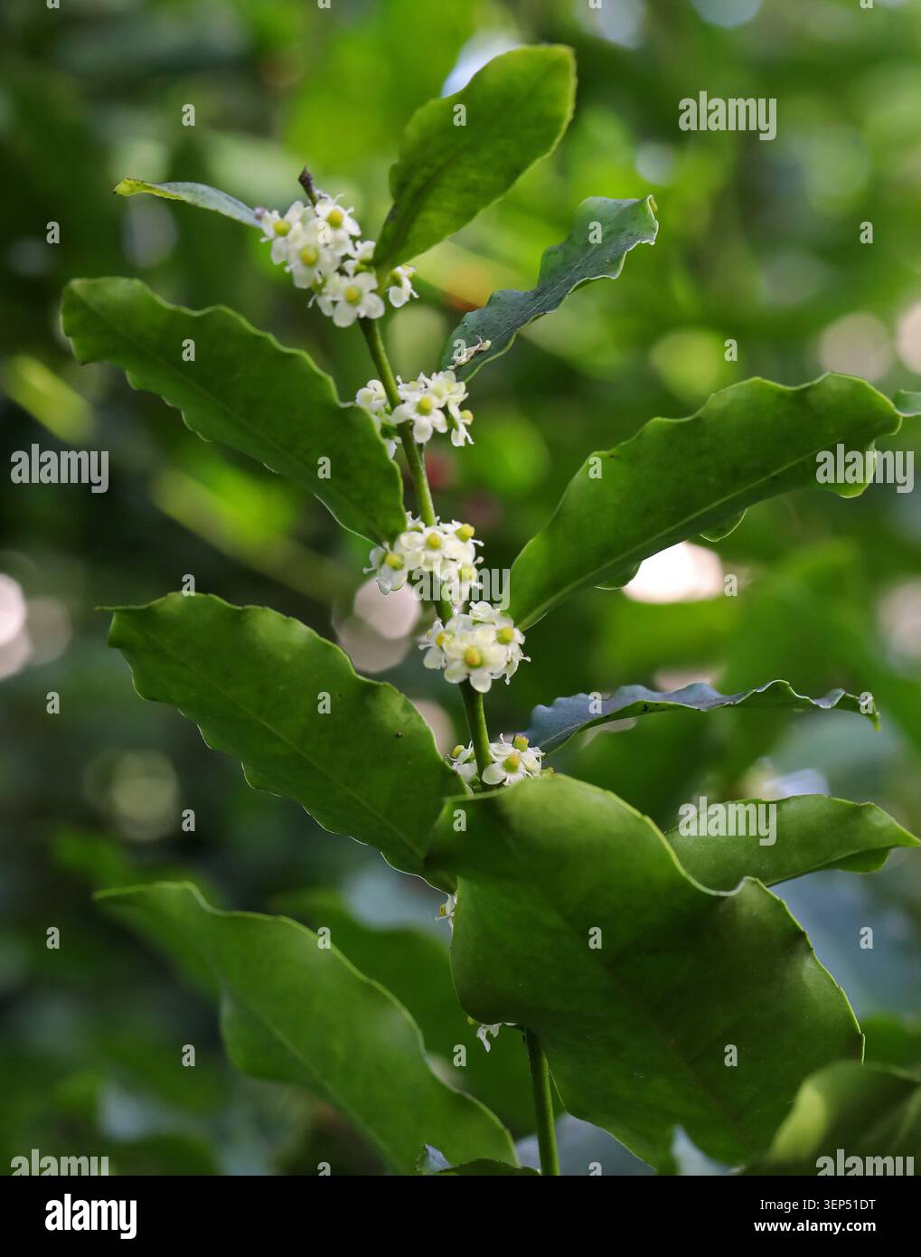 Holly, Ilex tolucana, Aquifoliaceae. Mexiko und Mittelamerika. Ilex tolucana ist eine Baumart aus der Familie der Holly Aquifoliaceae. Stockfoto