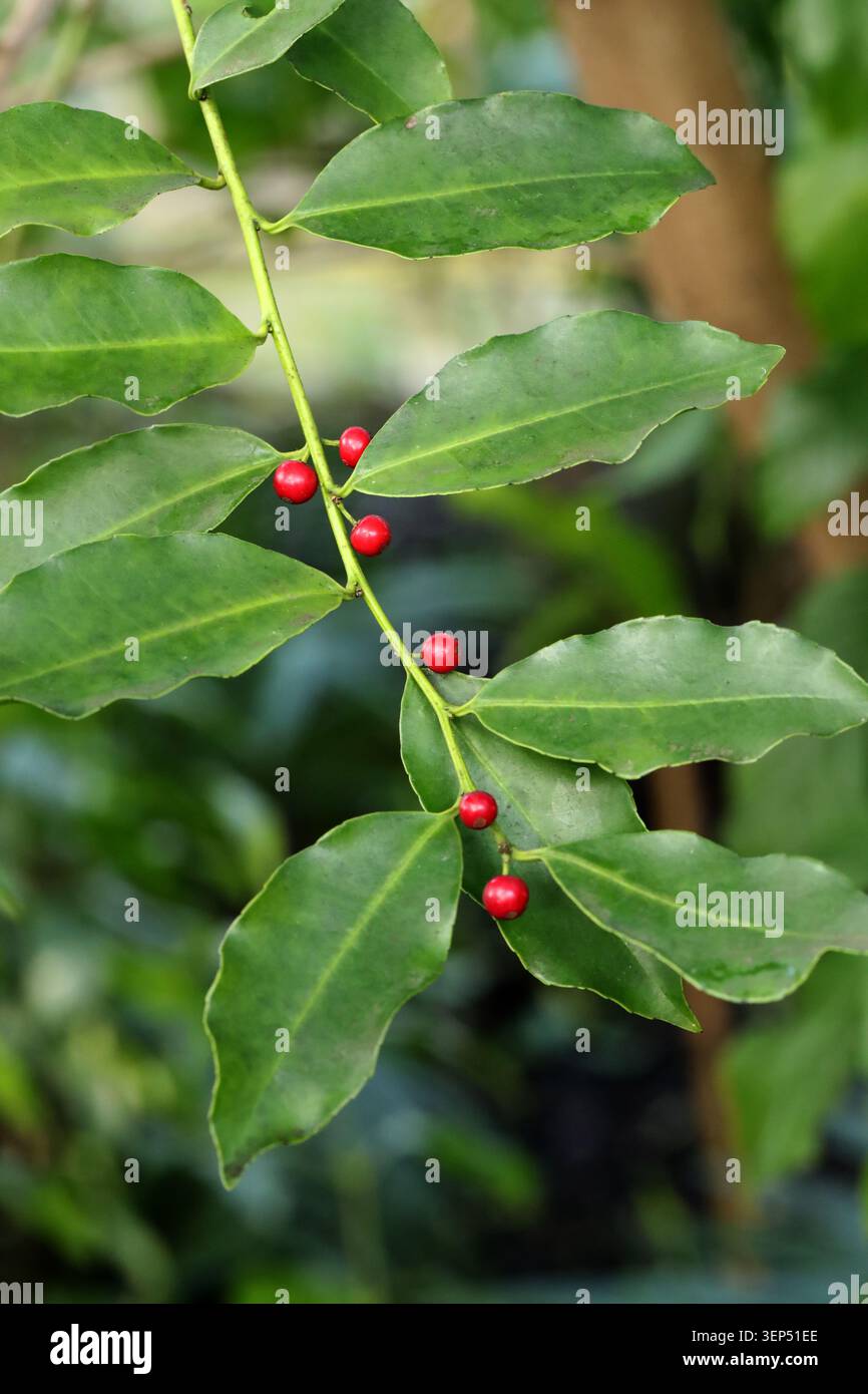 Holly, Ilex tolucana, Aquifoliaceae. Mexiko und Mittelamerika. Ilex tolucana ist eine Baumart aus der Familie der Holly Aquifoliaceae. Stockfoto