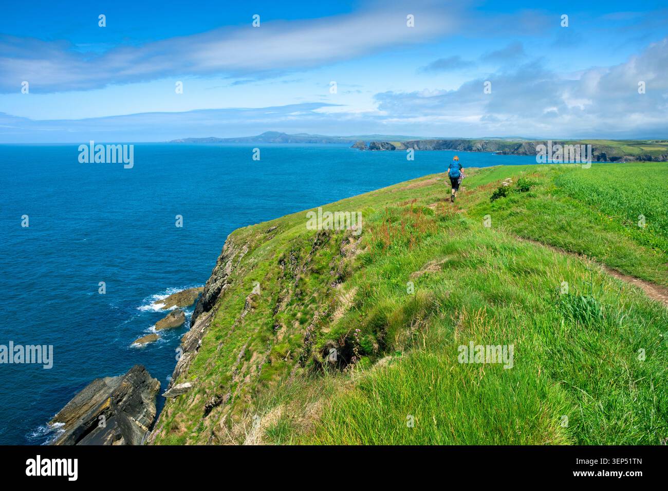 Ein Wanderer auf dem Pembrokeshire Coast Path, östlich von Porthgain, Pembrokeshire, Wales, Großbritannien. Stockfoto