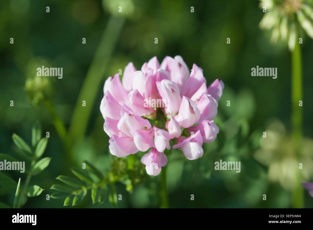 Coronilla Varia Rosa Blume Stockfoto