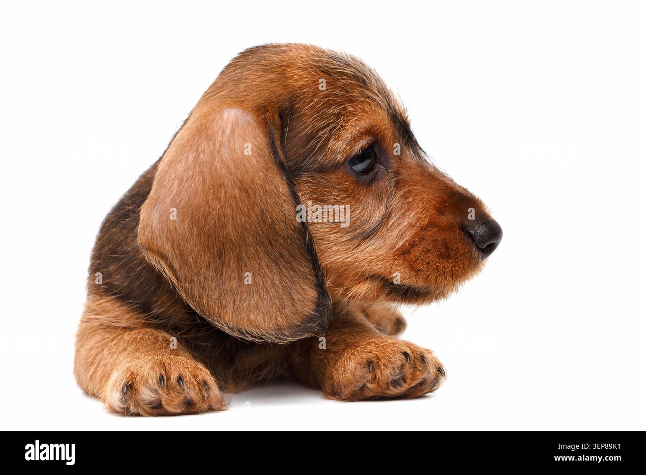 Drahthaariger Dackelhund-Welpe, der in Seitenprofil-Ansicht auf weißem Hintergrund liegend, Studio-Porträt Stockfoto