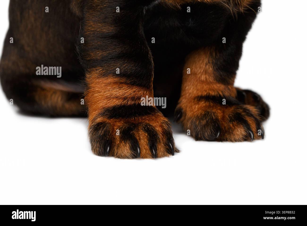 Schnurhaarige Dackelhund-Hündchen-Vorderpfoten extreme Nahaufnahme mit schwarzem und braunem Fell auf weißem Hintergrund, Studioaufnahme Stockfoto